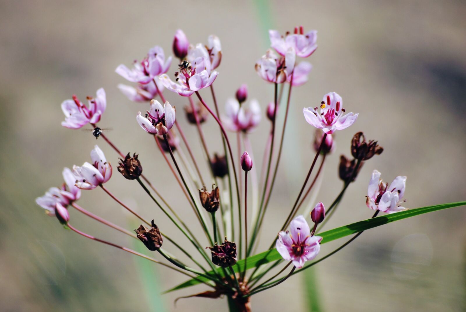Nikon D60 sample photo. Flower, plant, macro photography