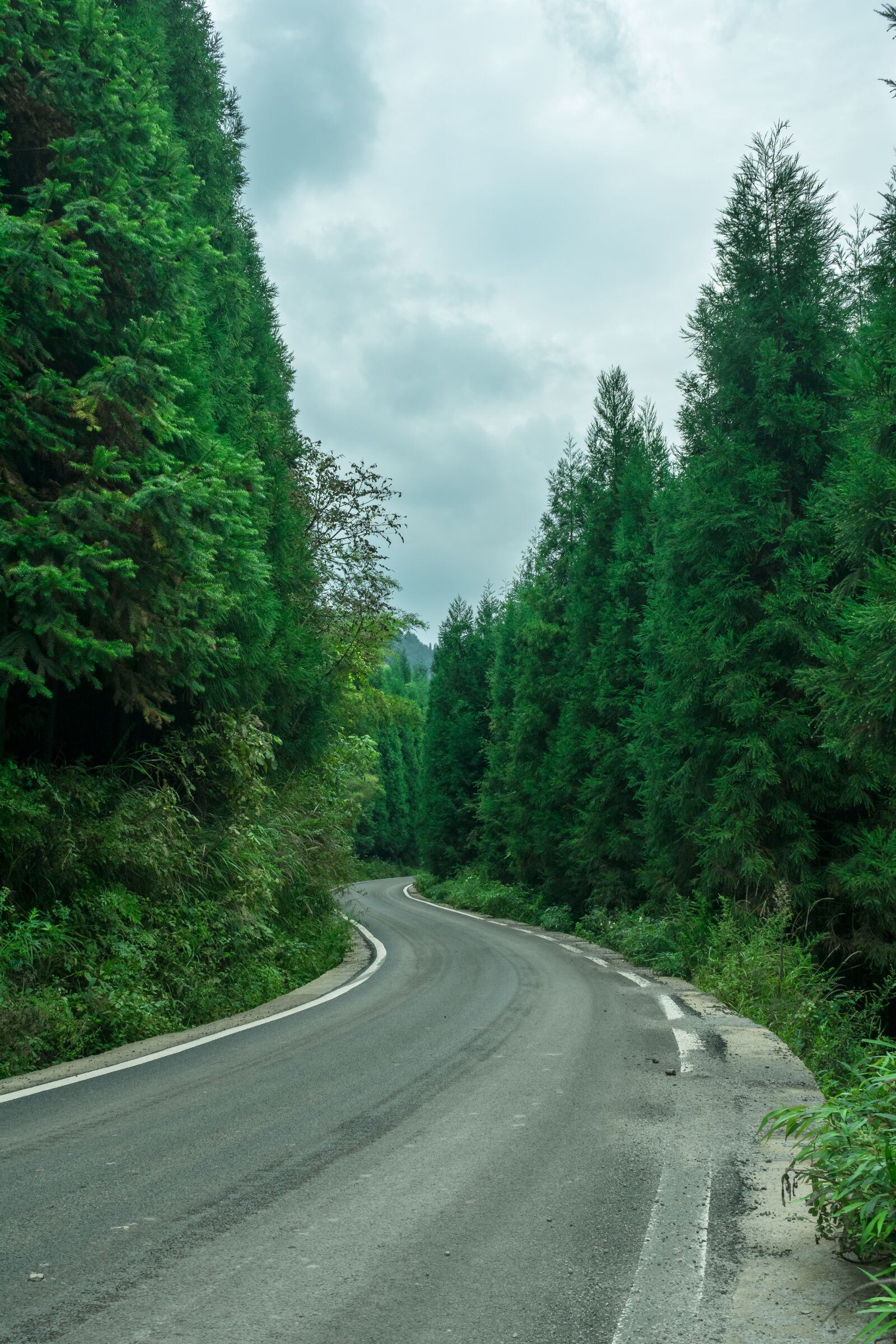 Nikon D3400 sample photo. Woods, highway, at the photography