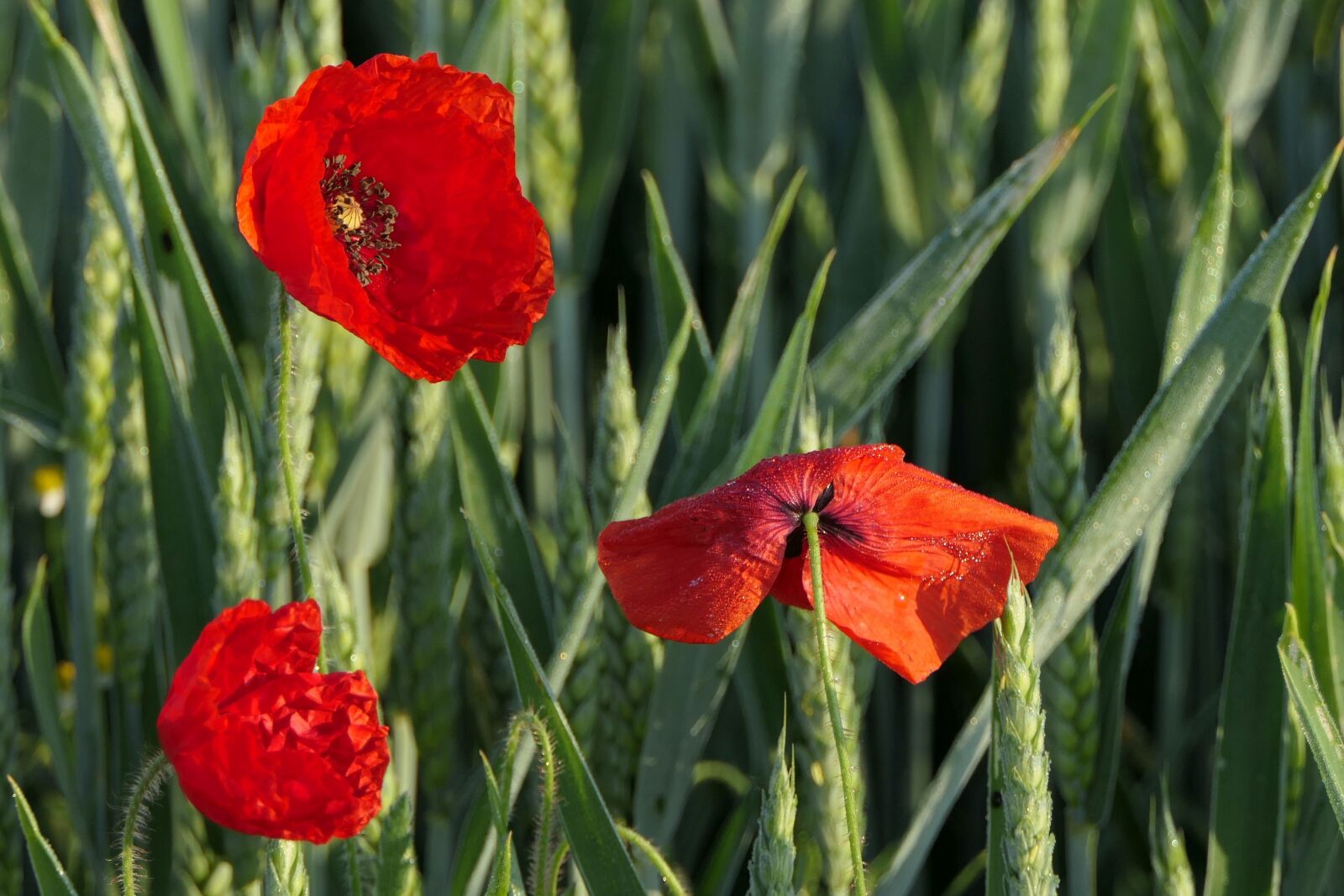 Panasonic Lumix DMC-FZ2500 (Lumix DMC-FZ2000) sample photo. Poppy, cornfield, red poppy photography