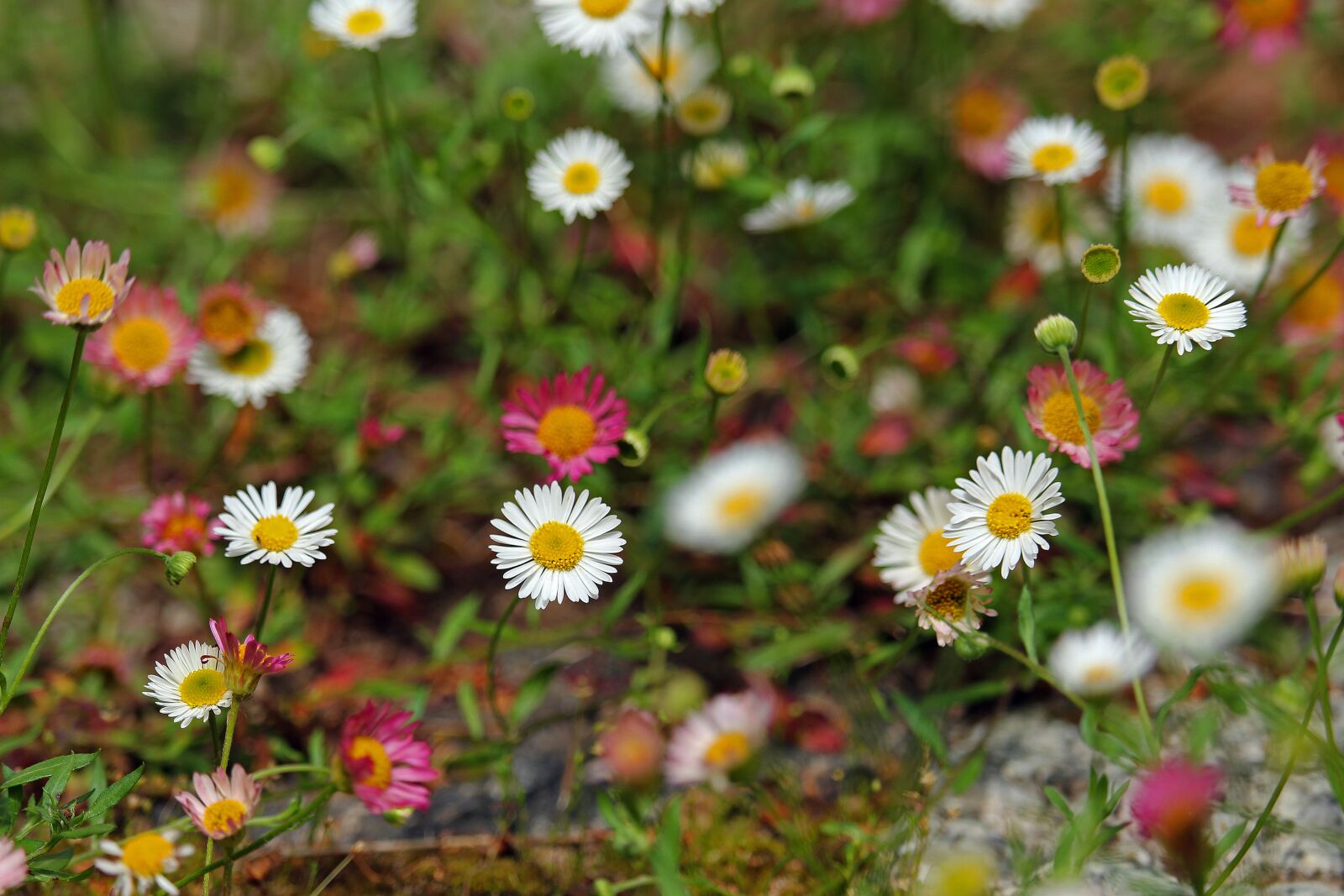 Canon EF-S 55-250mm F4-5.6 IS STM sample photo. Spanish daisies, daisy, garden photography
