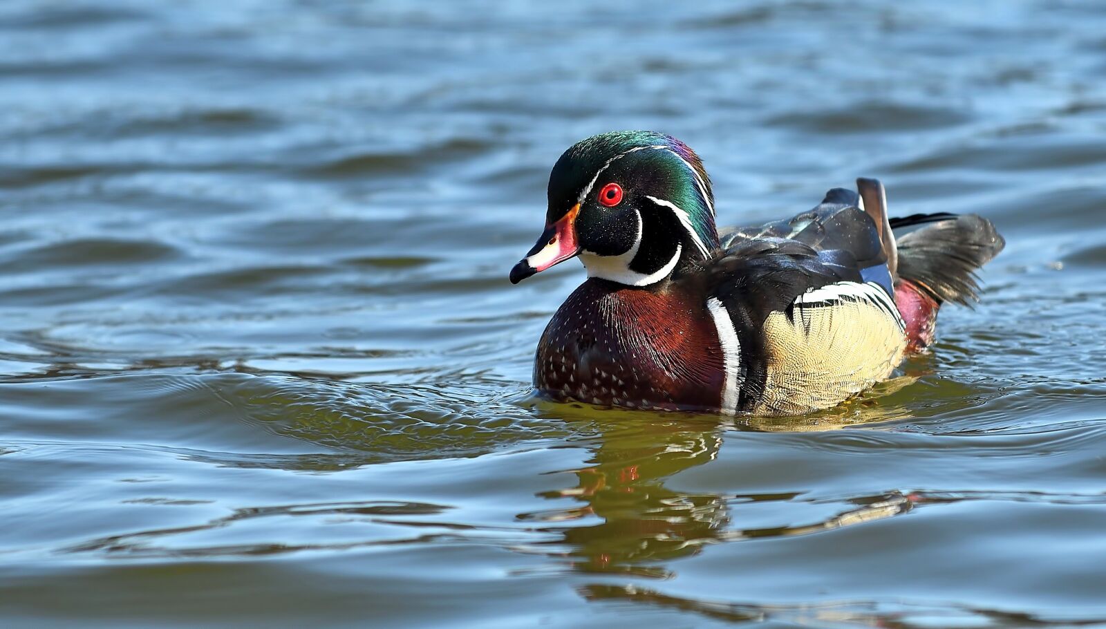 Nikon D500 sample photo. Duck, bird, water photography