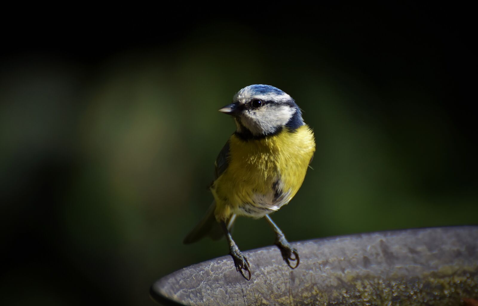Nikon D7200 sample photo. Blue tit, tit, small photography