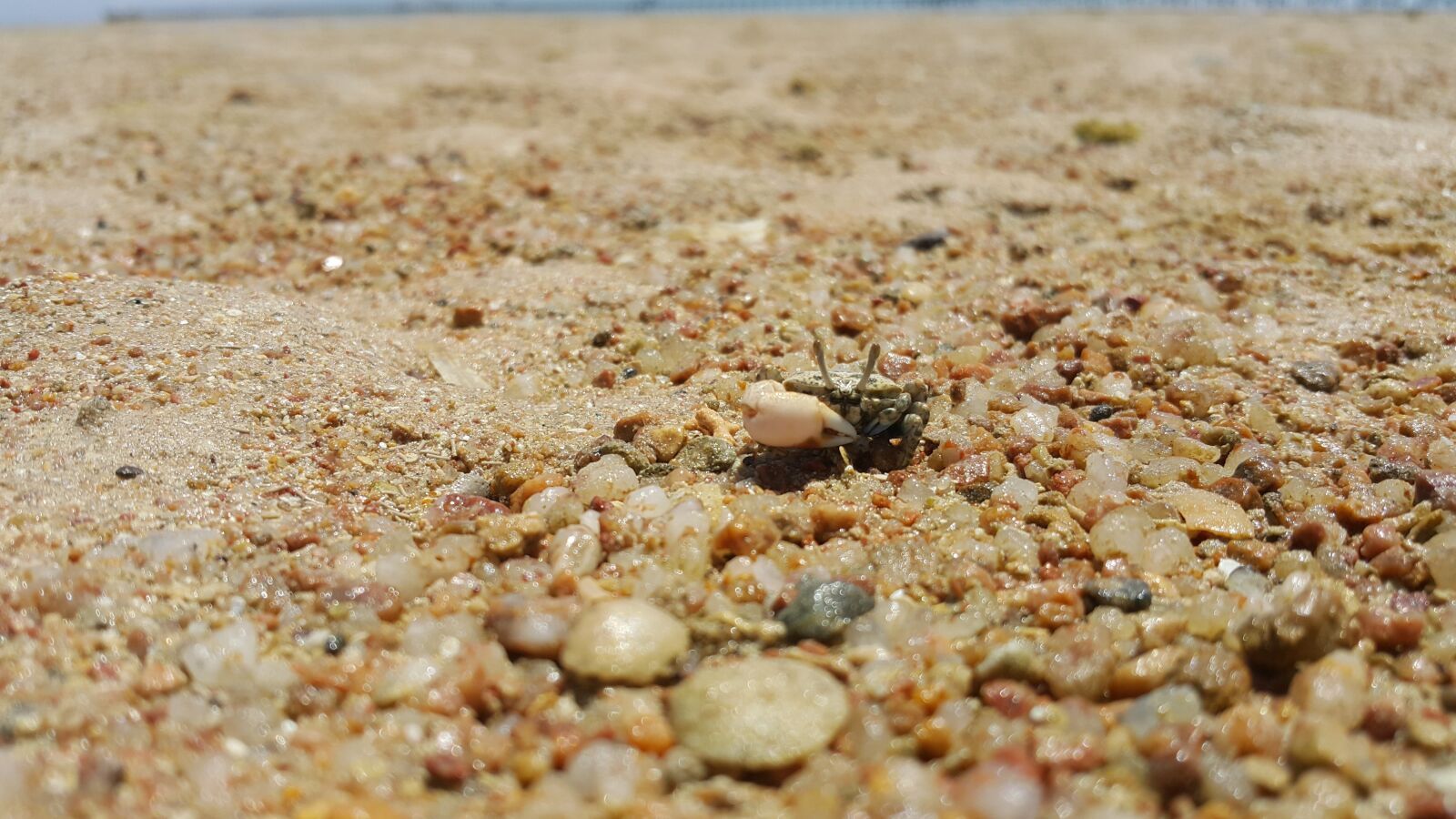 Samsung Galaxy Note4 sample photo. Crab, beach, holidays photography