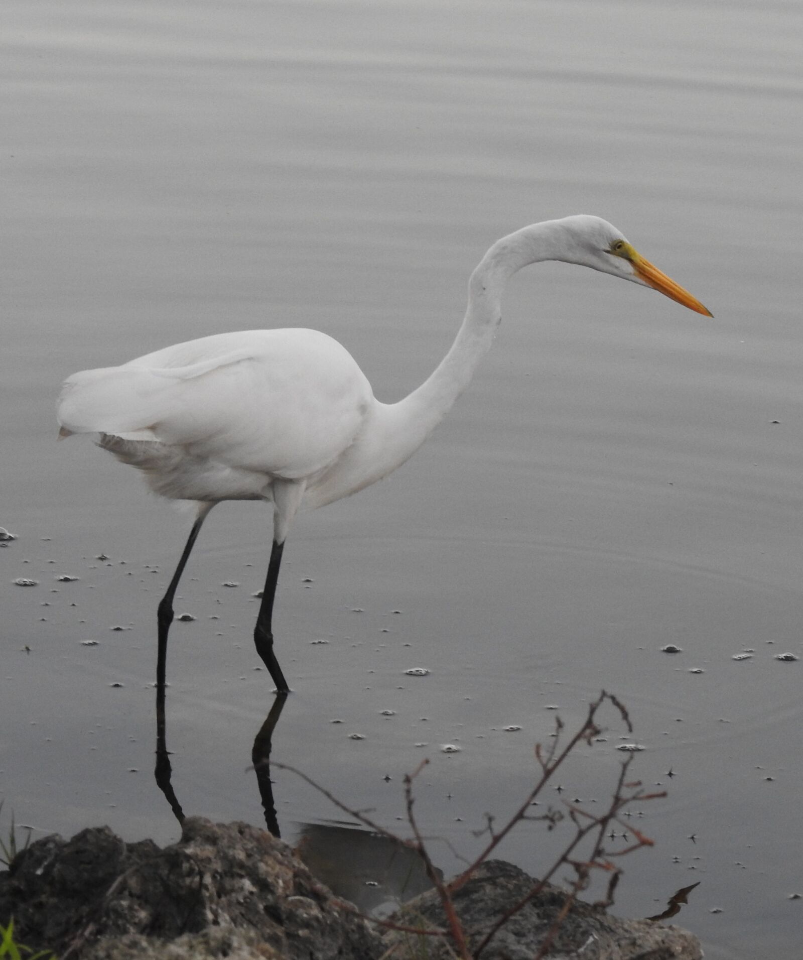 Nikon Coolpix P900 sample photo. Florida, birds, nature photography