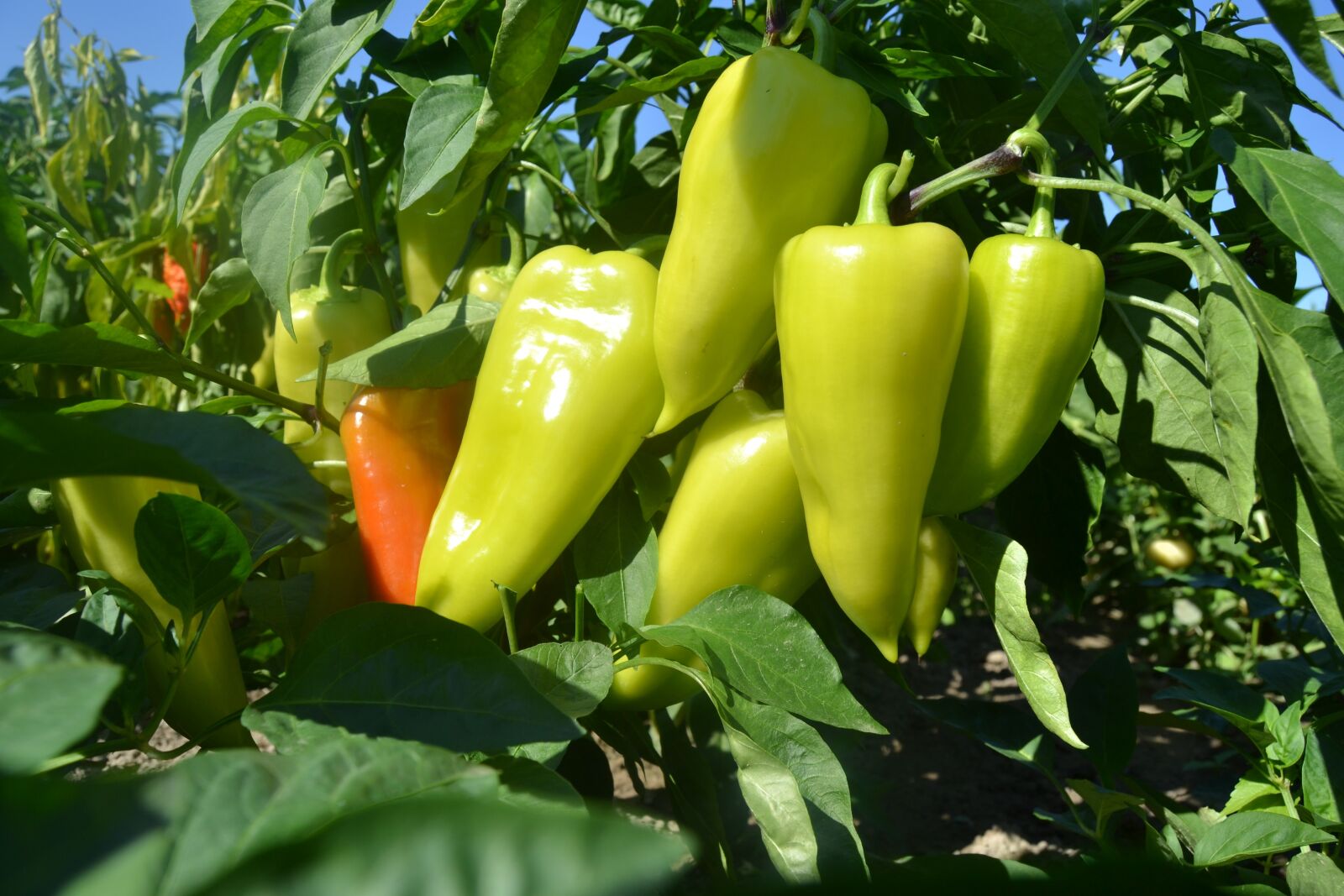 Nikon D3100 sample photo. Paprika, garden, fruits photography