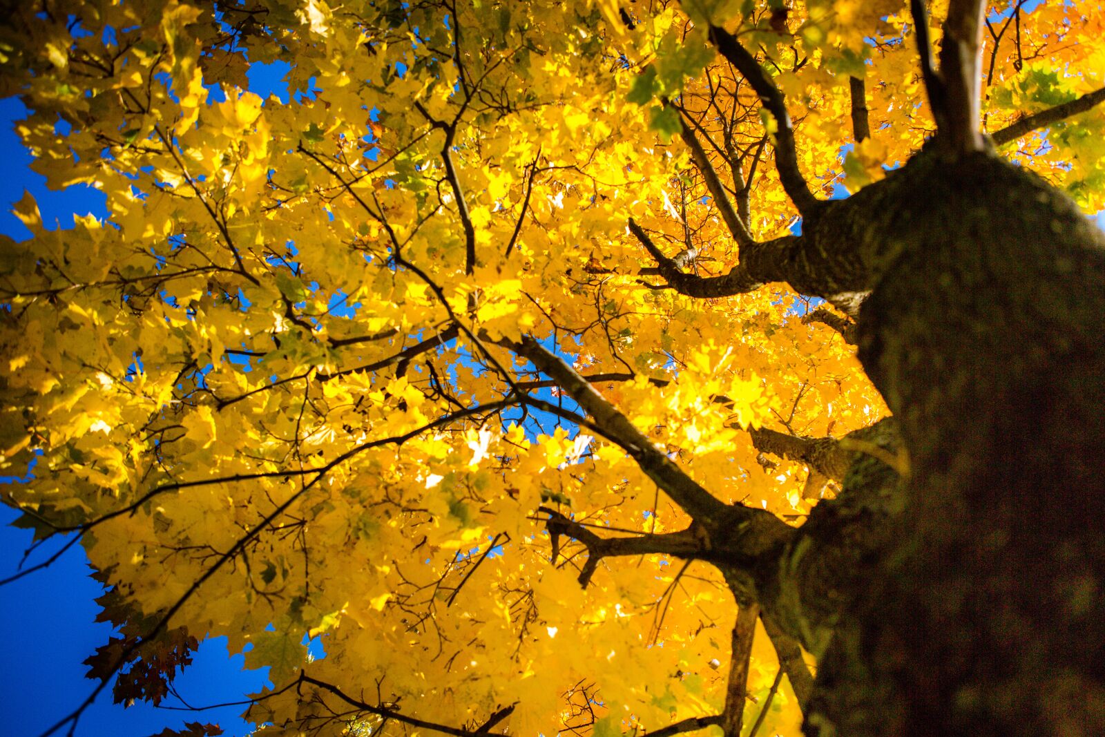 Canon EOS 5D Mark III sample photo. Autumn, leaves, maple photography