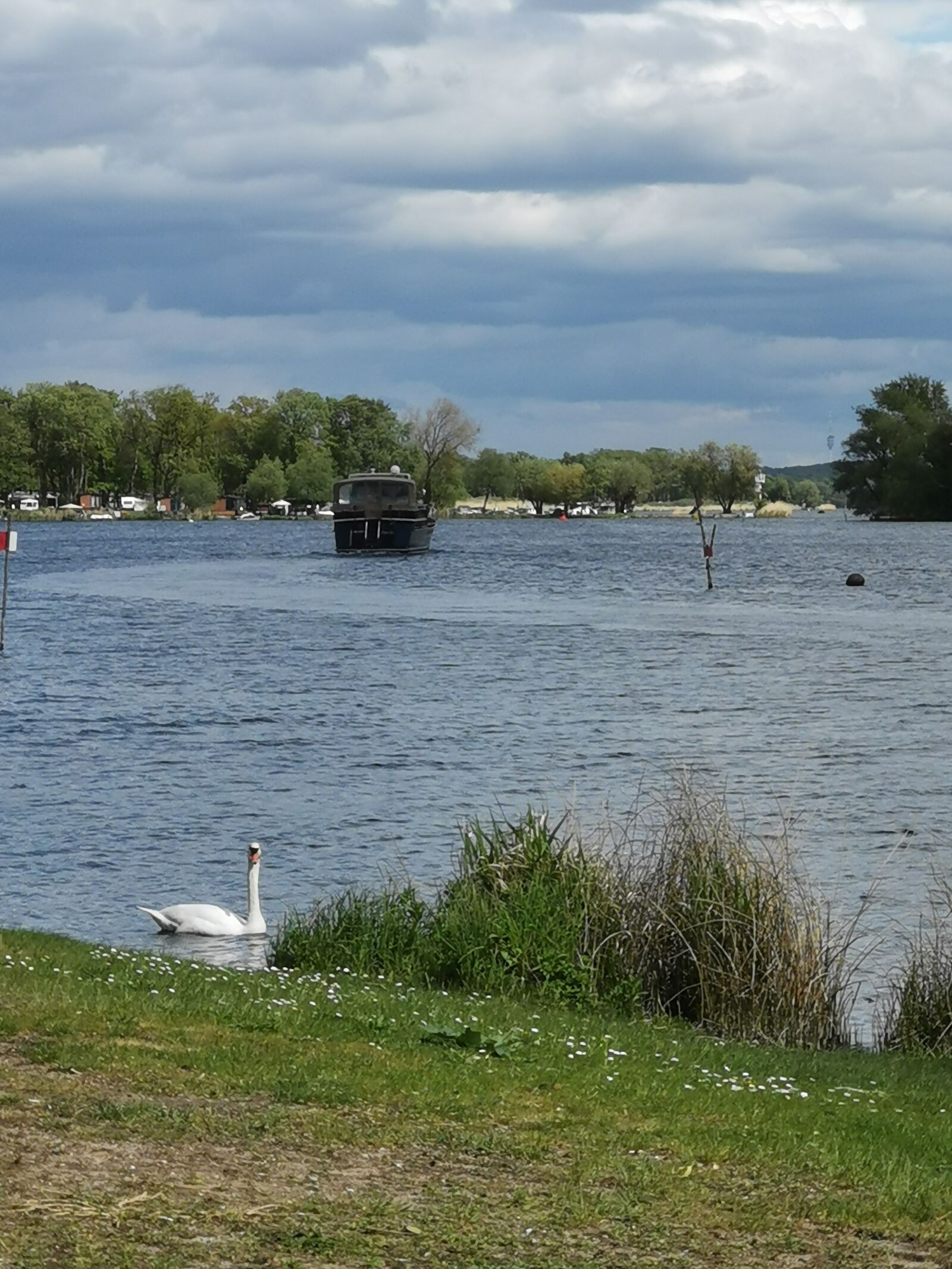 HUAWEI HMA-L29 sample photo. Swan, water, havel photography