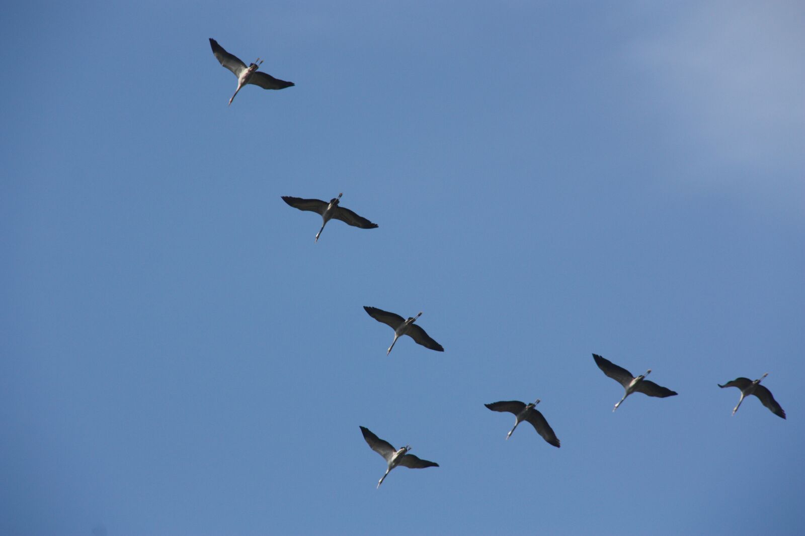 Canon EOS 450D (EOS Rebel XSi / EOS Kiss X2) sample photo. Crane, bird, flying photography