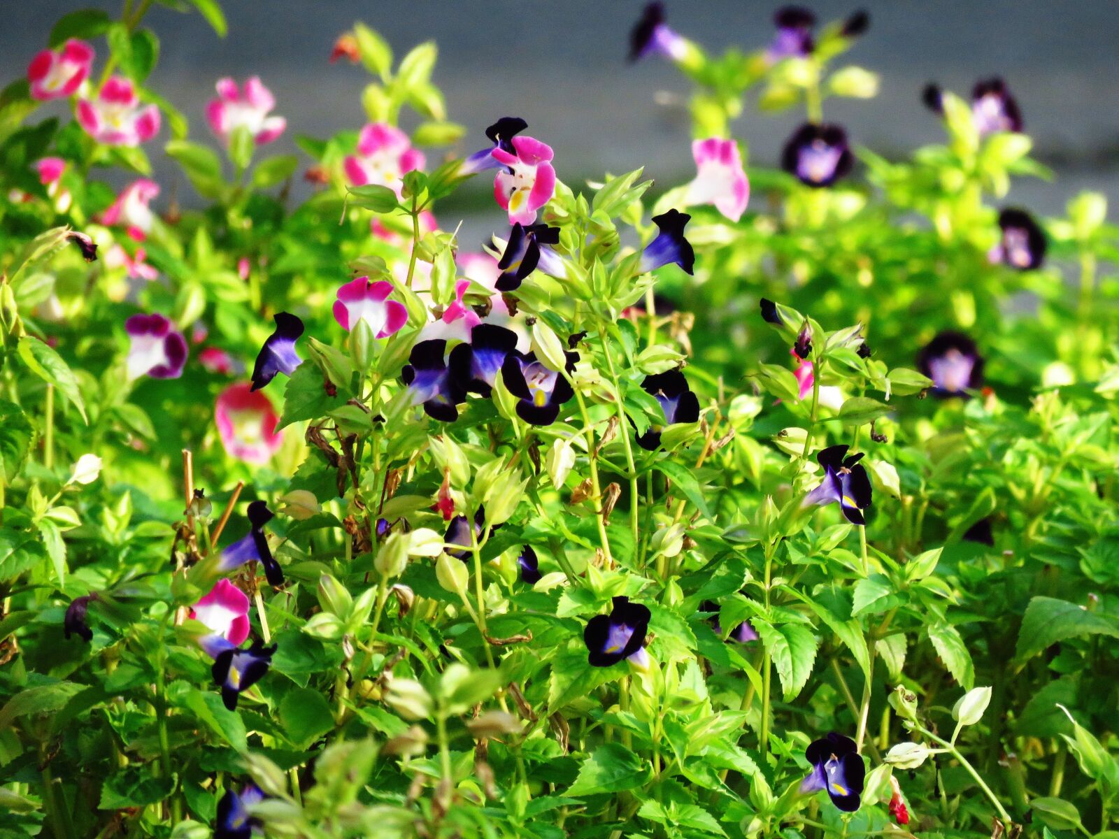Canon PowerShot SX60 HS sample photo. Little flowers, garden, pink photography
