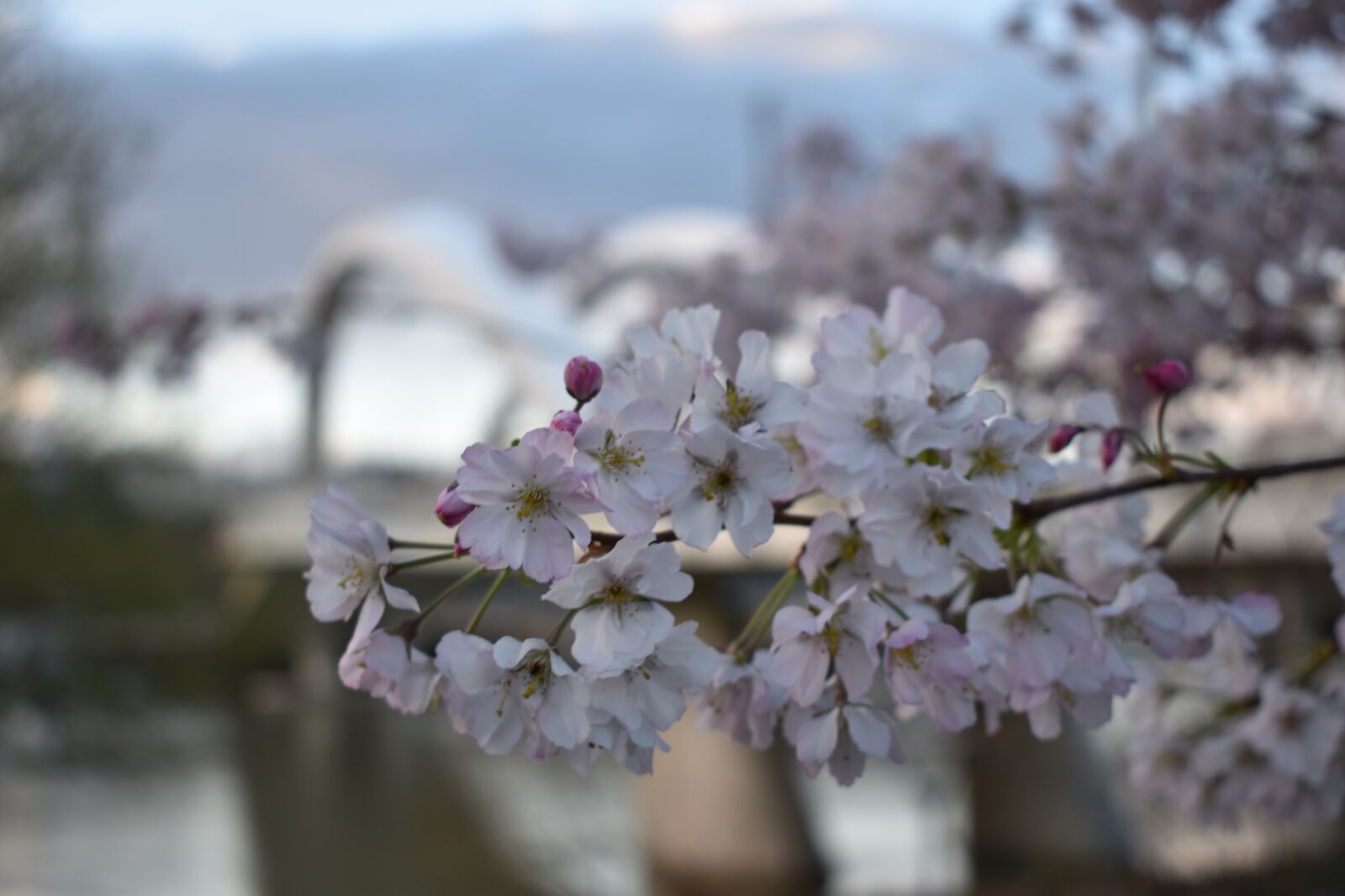 Nikon D3500 sample photo. Flowers bridge, lyon, raymond photography
