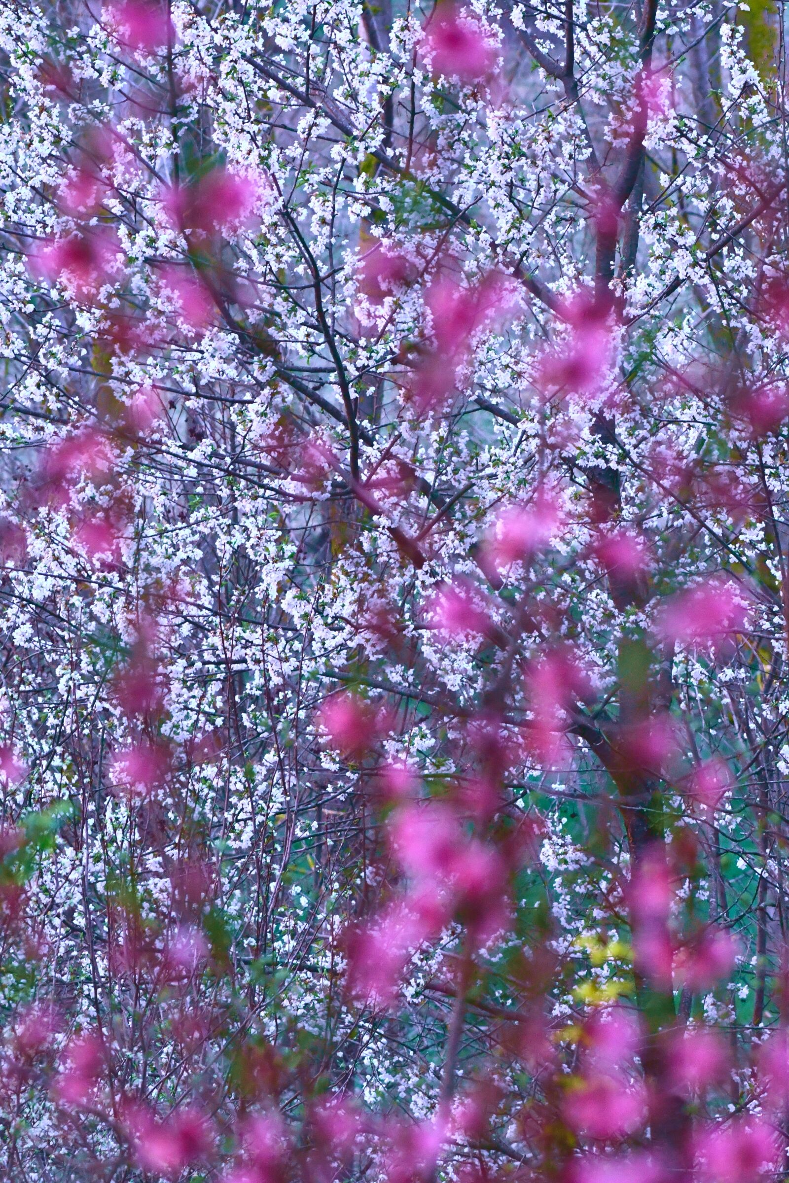 Nikon D7500 sample photo. Peach cherry, bloom, spring photography