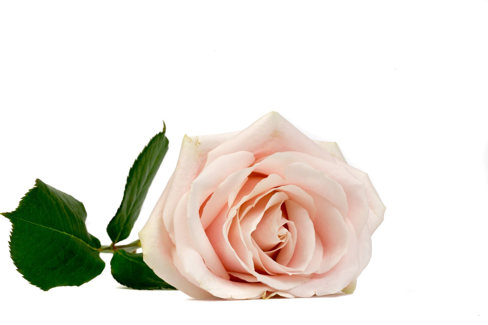 Canon EOS 6D sample photo. Rose, flower, macro photography