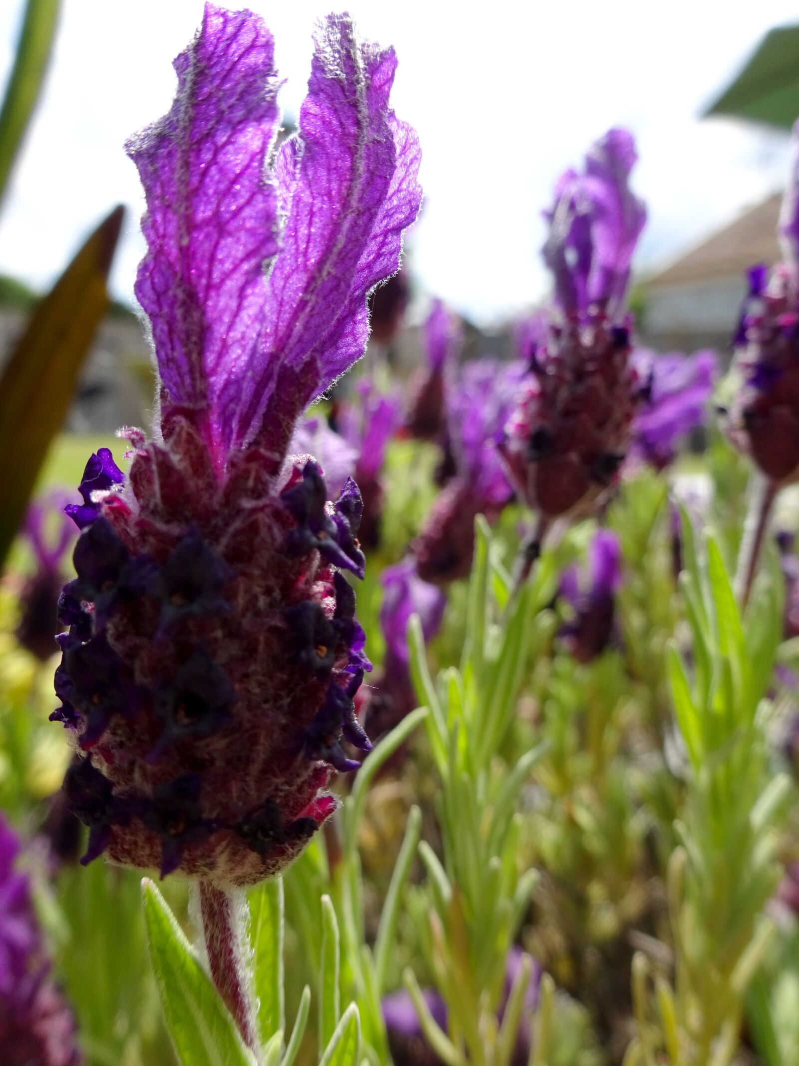Sony Cyber-shot DSC-WX350 sample photo. Lavender, lavendula, herbs photography