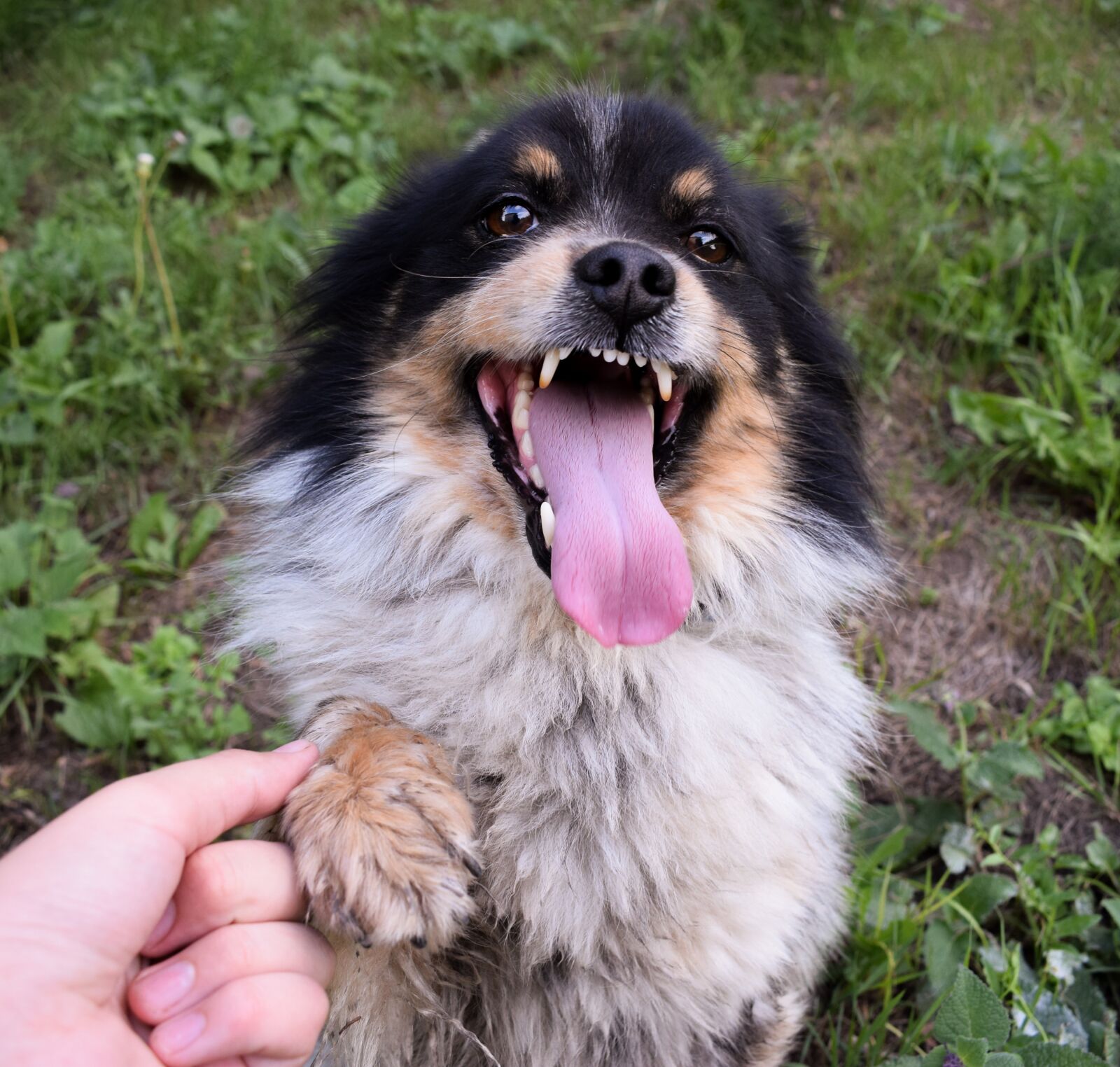 Nikon D3300 sample photo. Dog, cute, animals photography