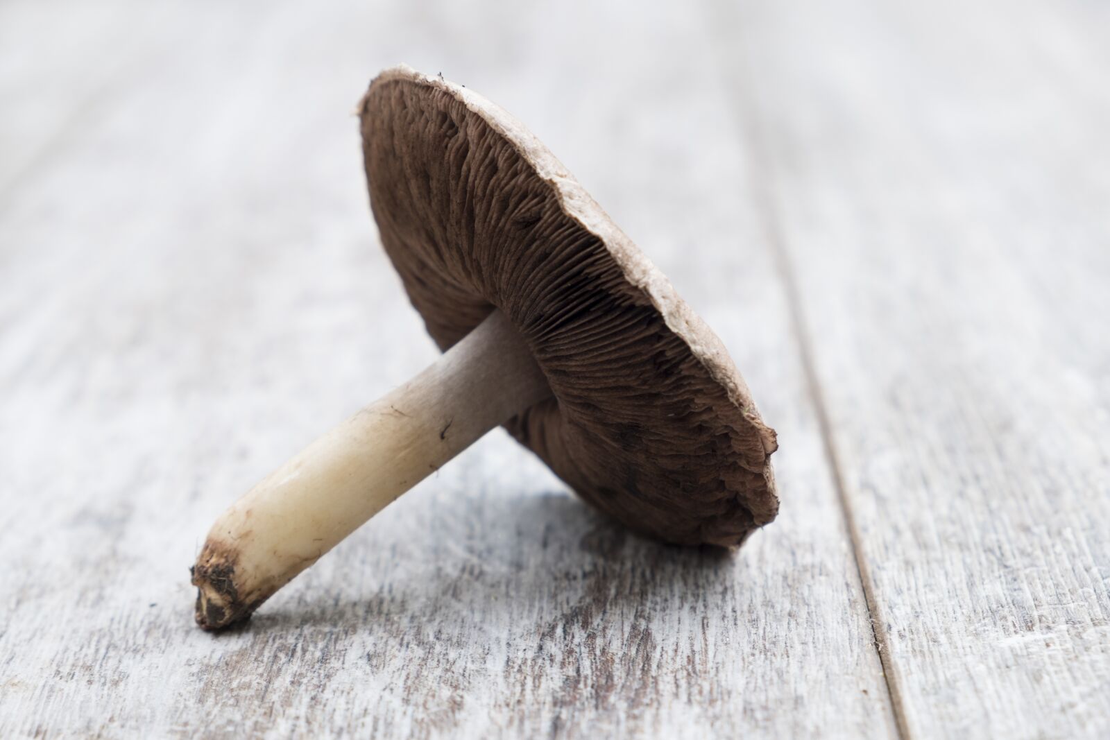 Fujifilm XF 18-55mm F2.8-4 R LM OIS sample photo. Mushroom, grass fungus, food photography