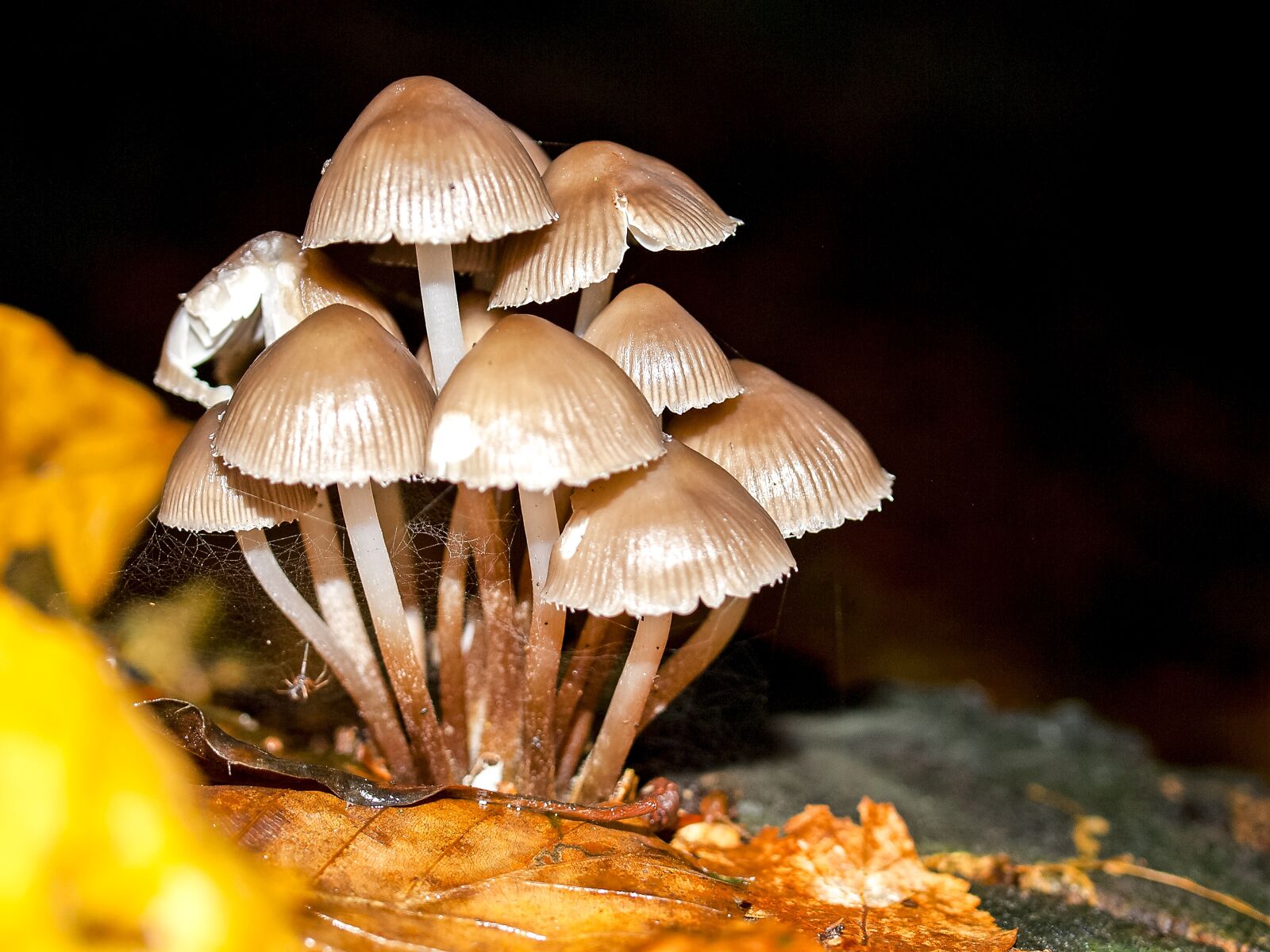 Olympus E-3 sample photo. Mushroom, nature, forest photography