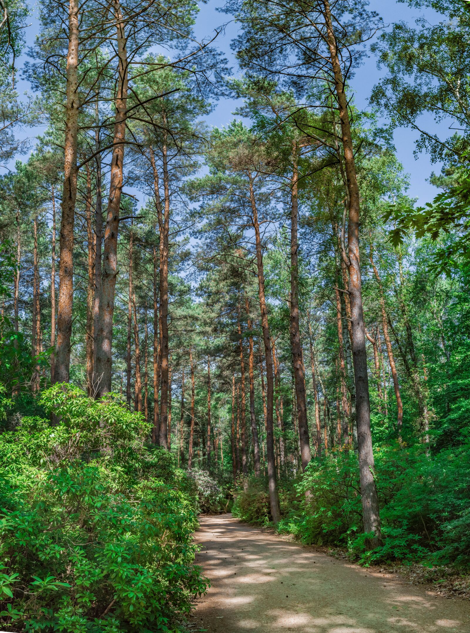 Nikon D5200 sample photo. Wood, nature, landscape photography