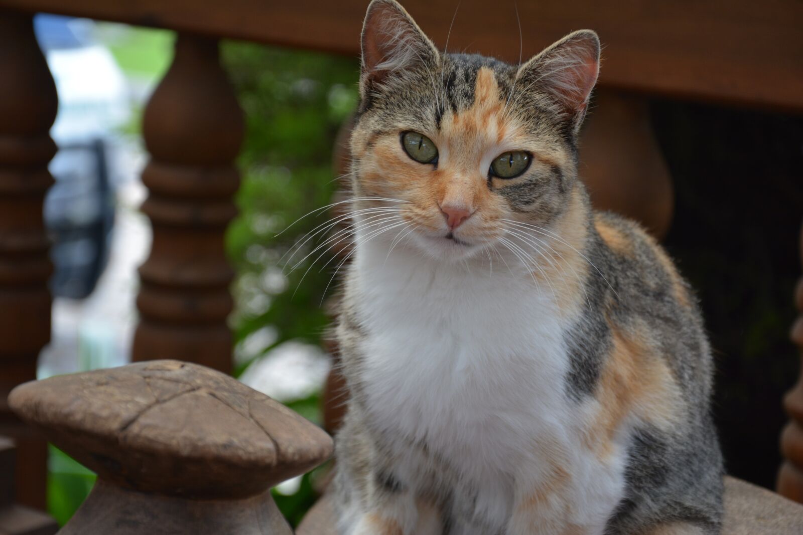 Nikon D7100 sample photo. Cat, feline, pet photography