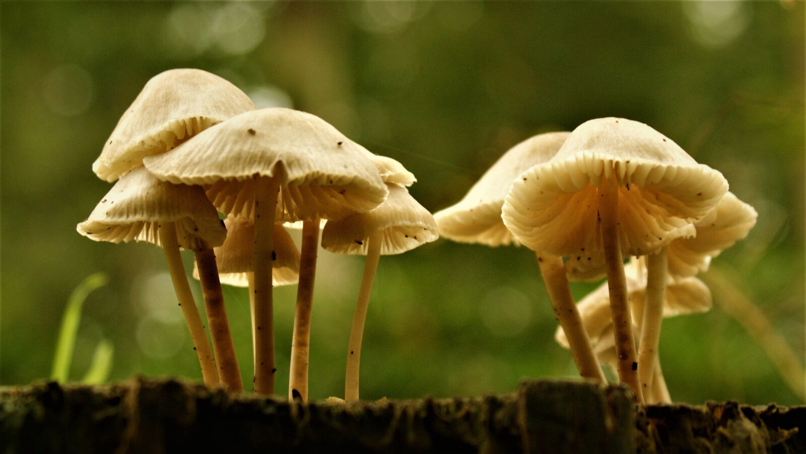 Sony Alpha DSLR-A350 sample photo. Forest, mushroom, tree photography