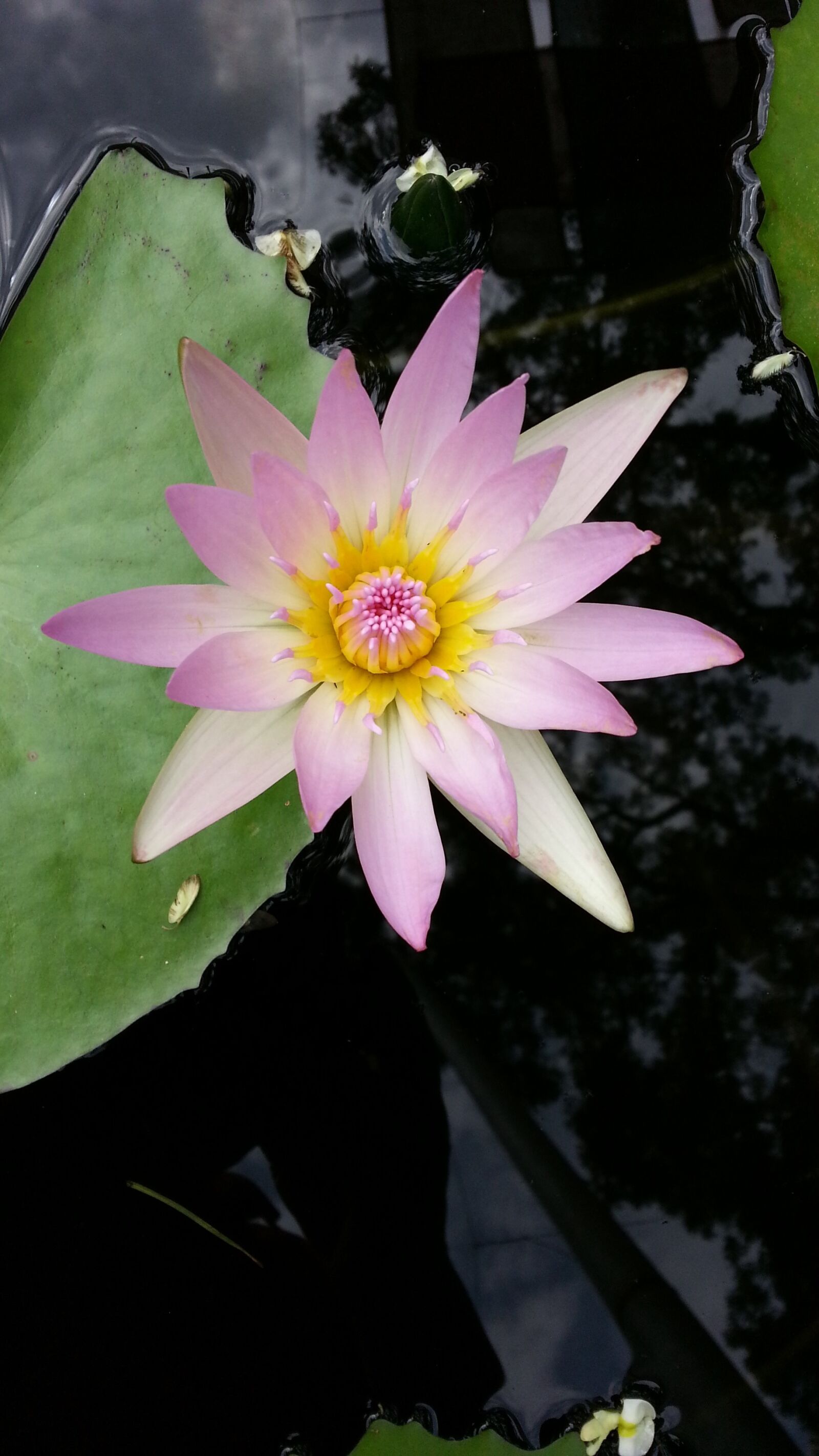 Samsung Galaxy Note2 sample photo. Water lilies, lotus, plants photography
