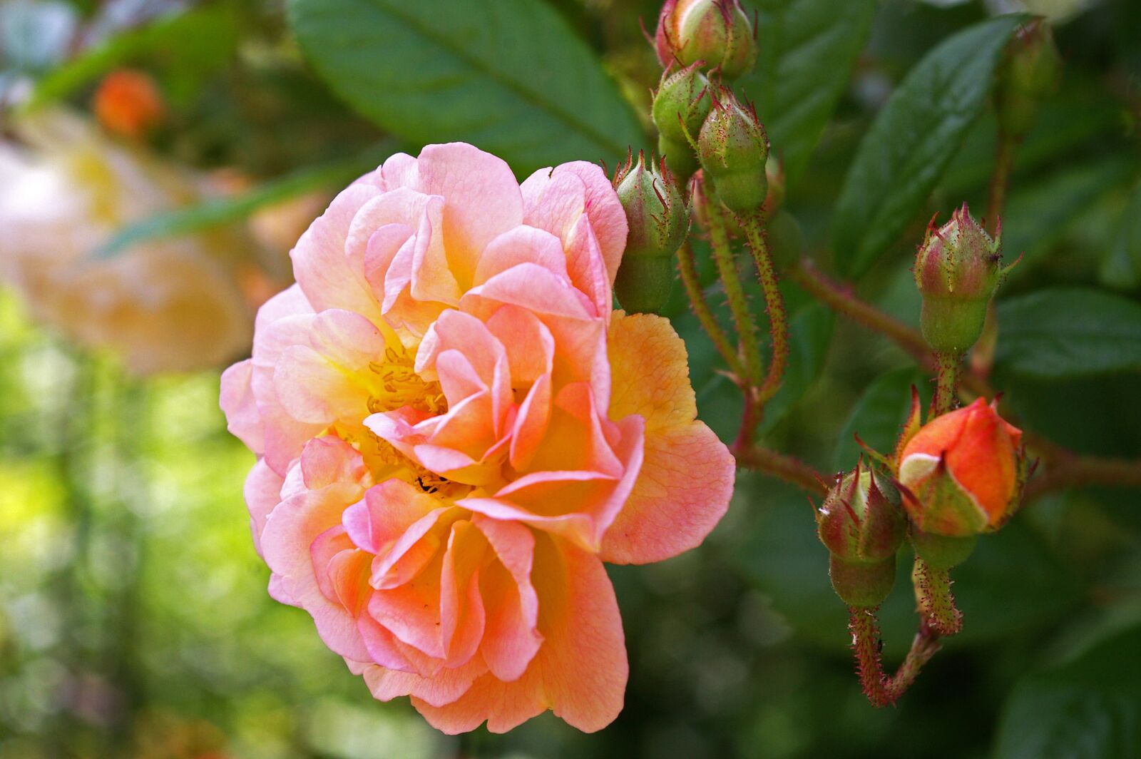 Pentax *ist DL2 sample photo. Ghischlaine de filigonde, rose photography