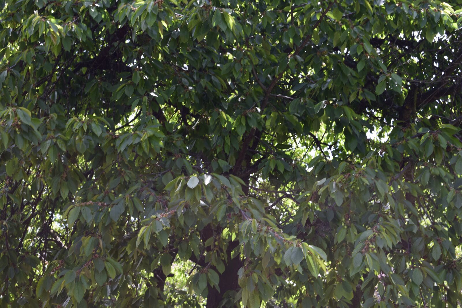 Nikon D3300 sample photo. Tree, leaves, green photography