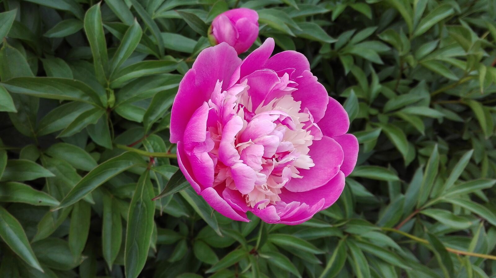 HUAWEI P8 Lite sample photo. Flower, purple flowers, peony photography
