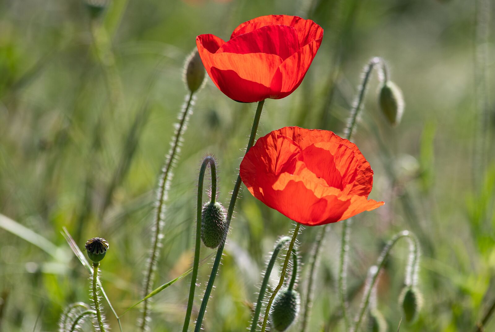 Canon EOS 6D Mark II sample photo. Poppy, klatschmohn, poppy flower photography