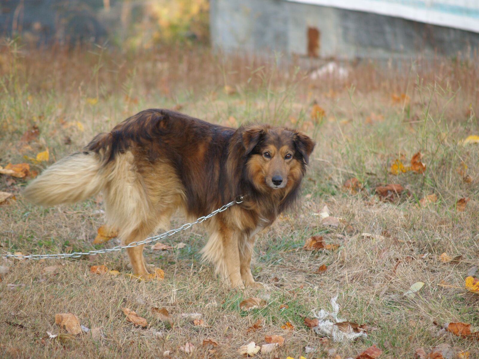 Olympus E-500 (EVOLT E-500) sample photo. Dog, collie, brown photography