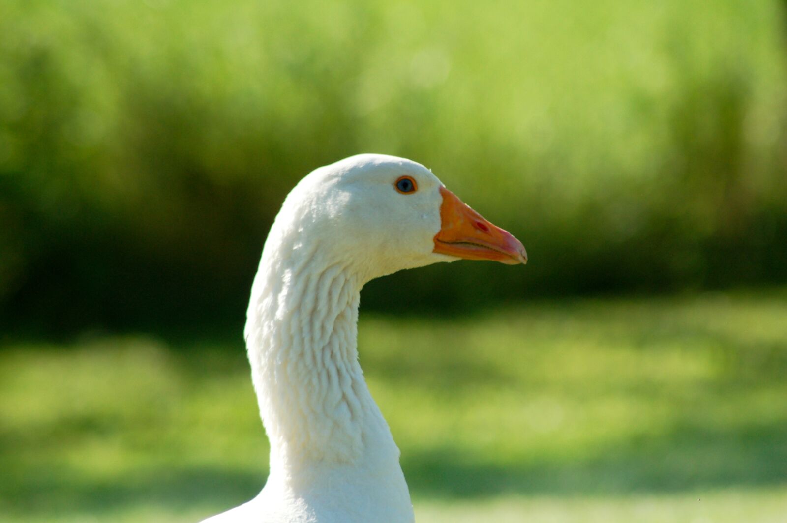 Nikon D50 sample photo. Ganz, animal, nature photography