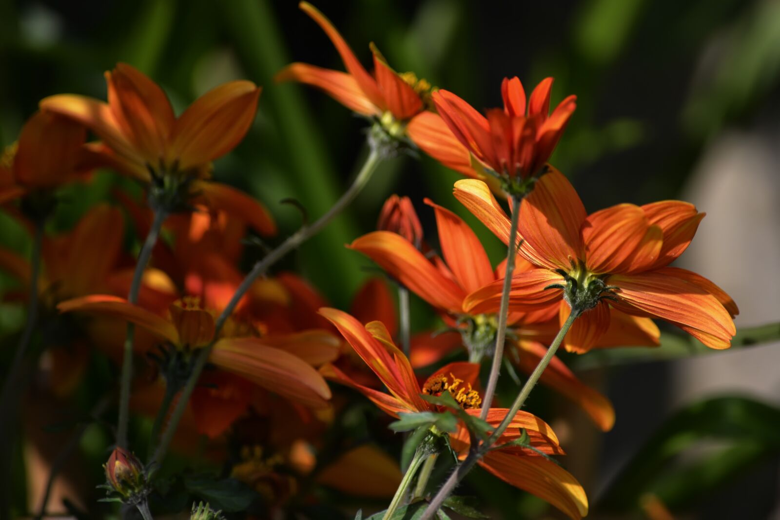 Nikon D5200 sample photo. Spring, flowers, orange photography