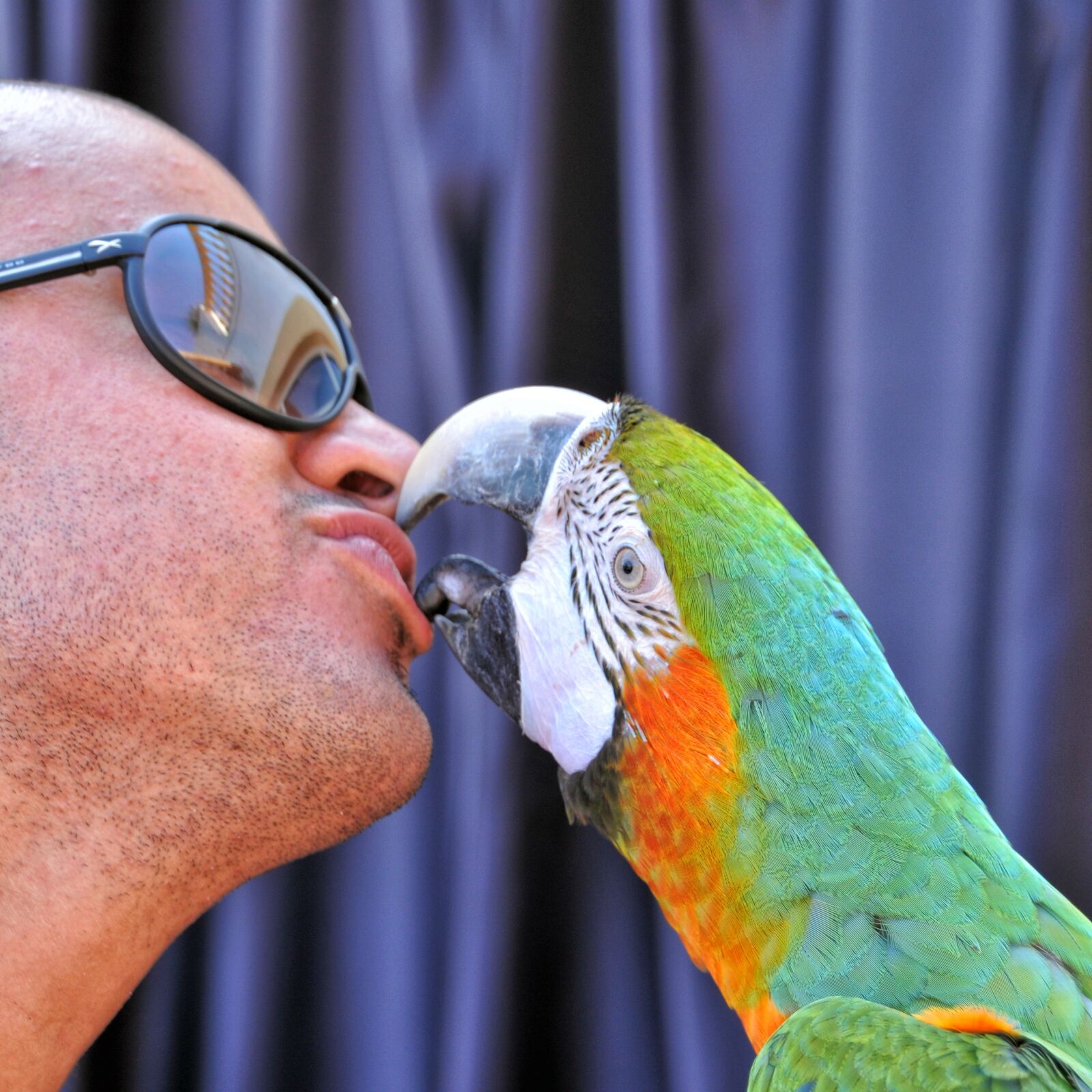 Nikon D300 sample photo. Ara ararauna, kiss, parrot photography