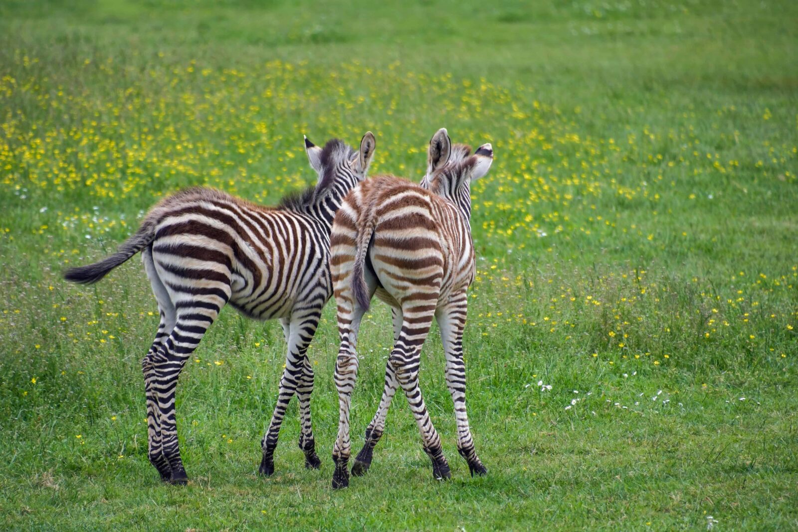 Nikon D500 sample photo. Wildlife, africa, safari, zebra photography