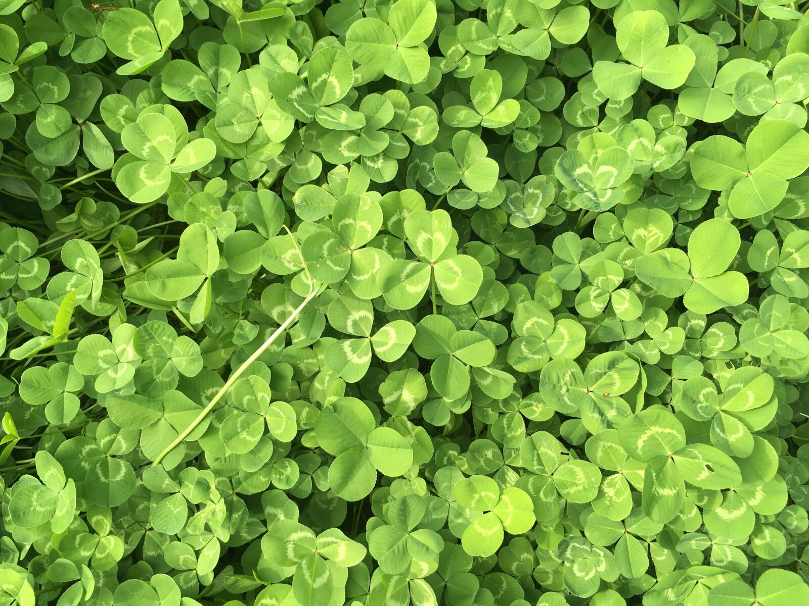 iPhone SE back camera 4.15mm f/2.2 sample photo. Clover, green, spring photography