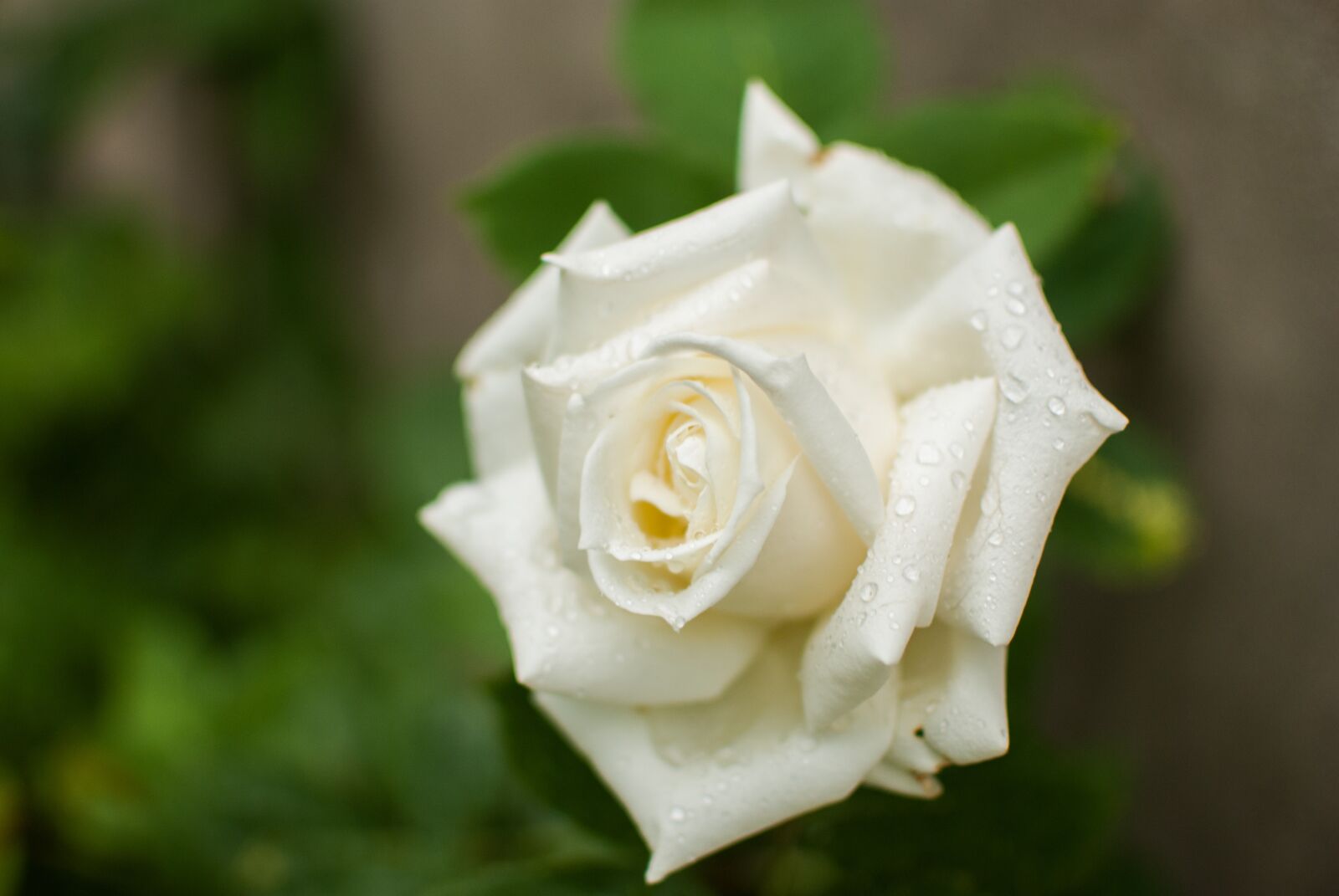 Nikon D60 sample photo. White rose, rose, flower photography