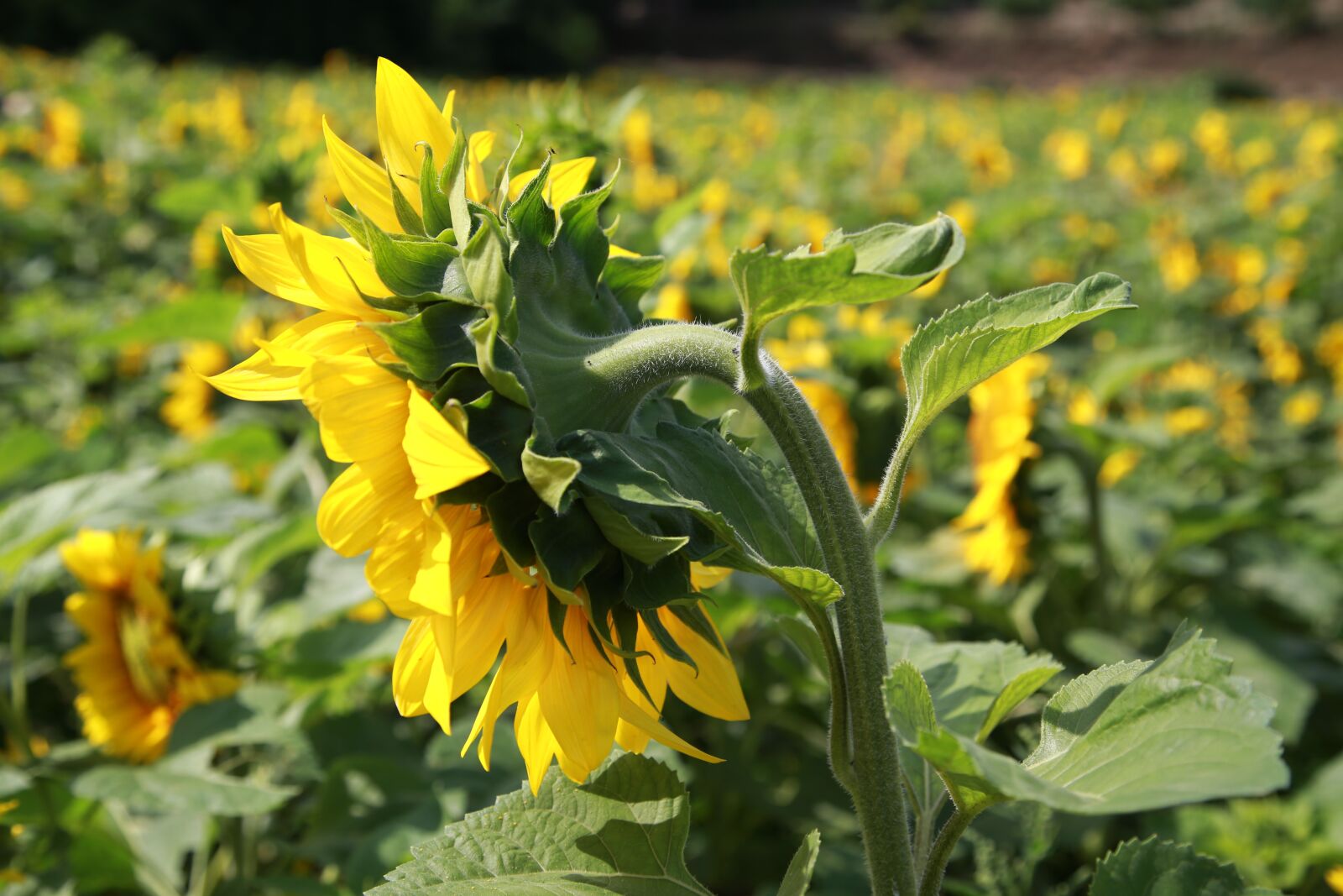 Canon EOS 6D + Canon EF 24-105mm F4L IS USM sample photo. Sunflower, flowers, nature photography