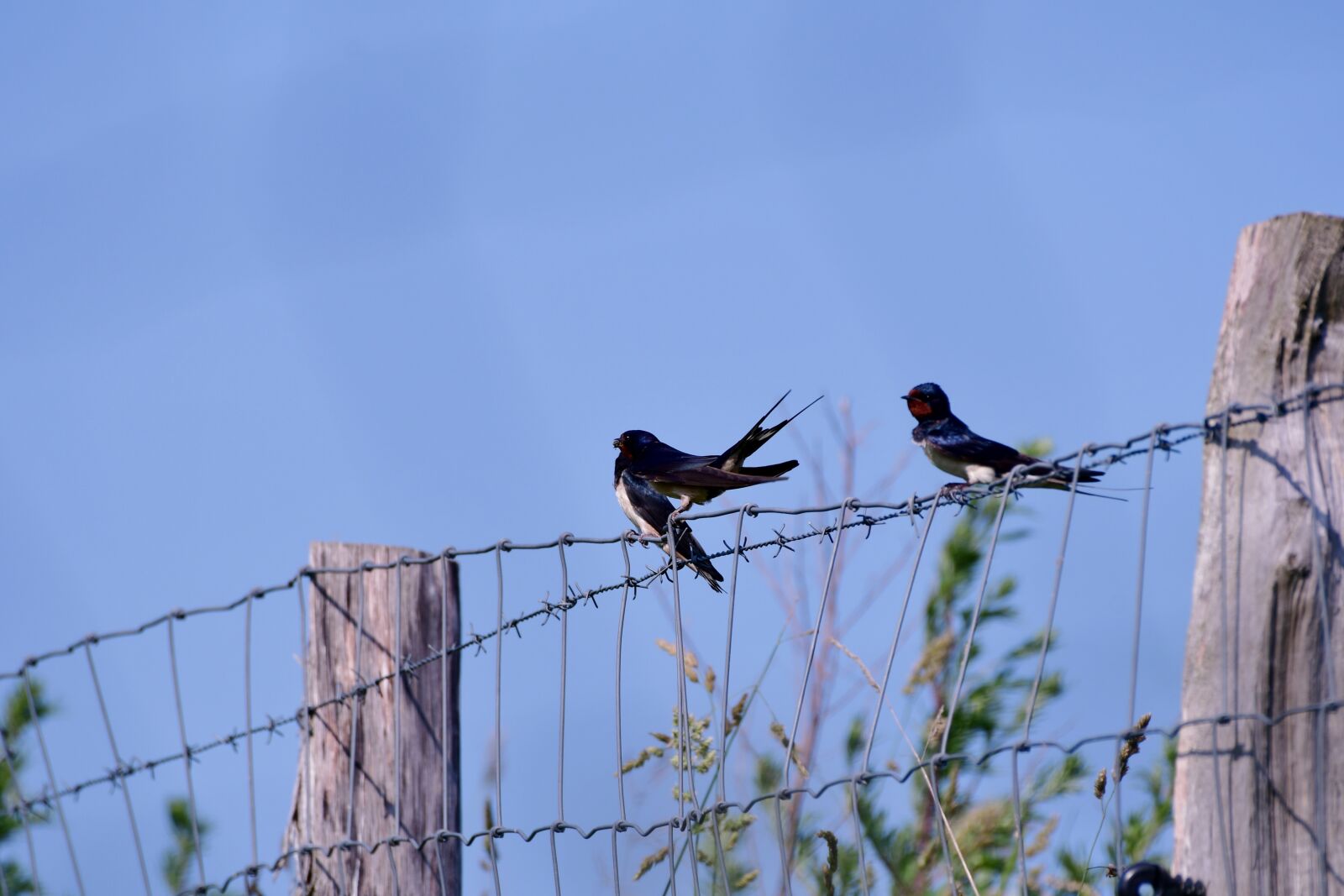 Nikon D500 sample photo. Swallows, swallow, bird photography