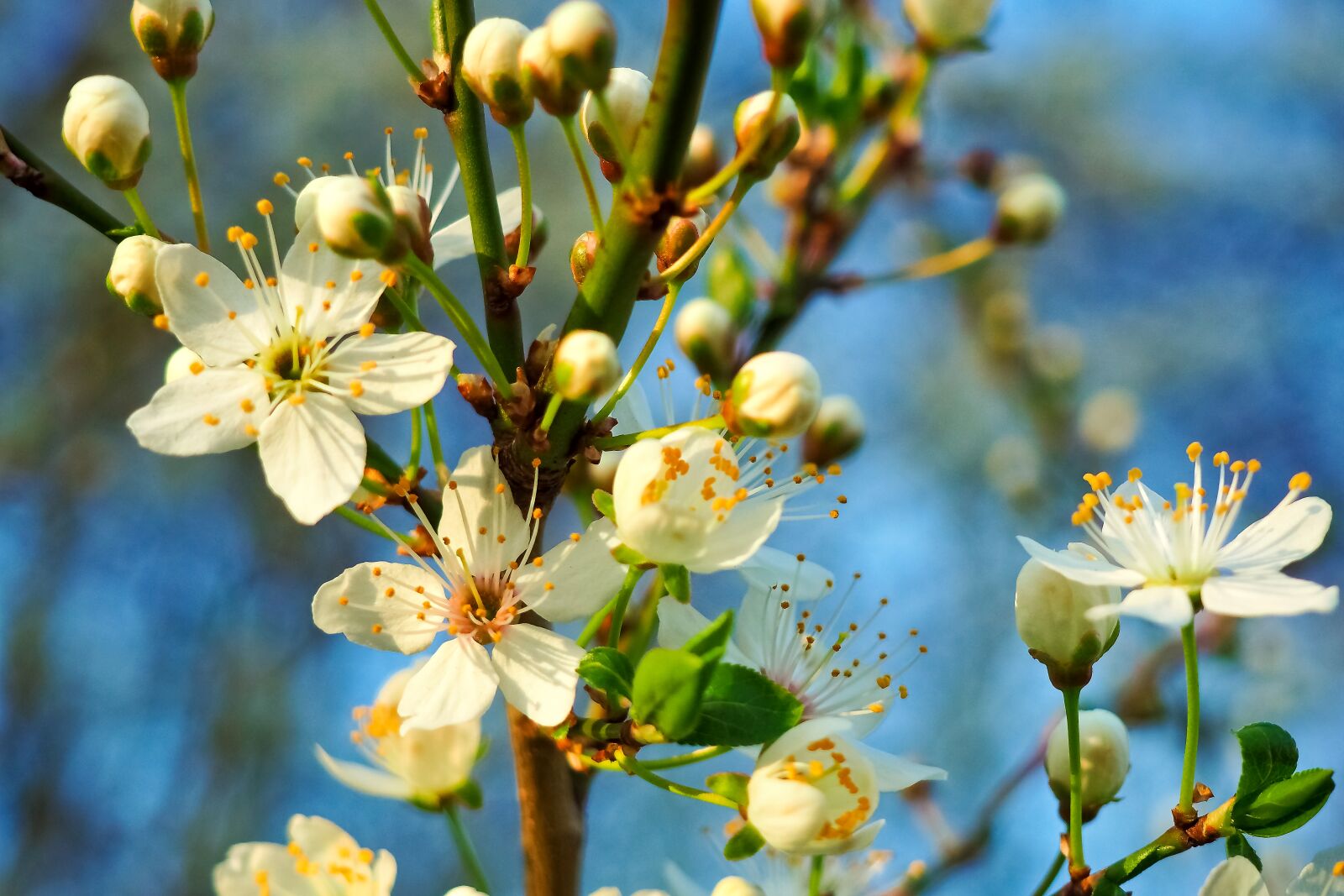 Olympus OM-D E-M10 sample photo. Sour cherry, tree, nature photography