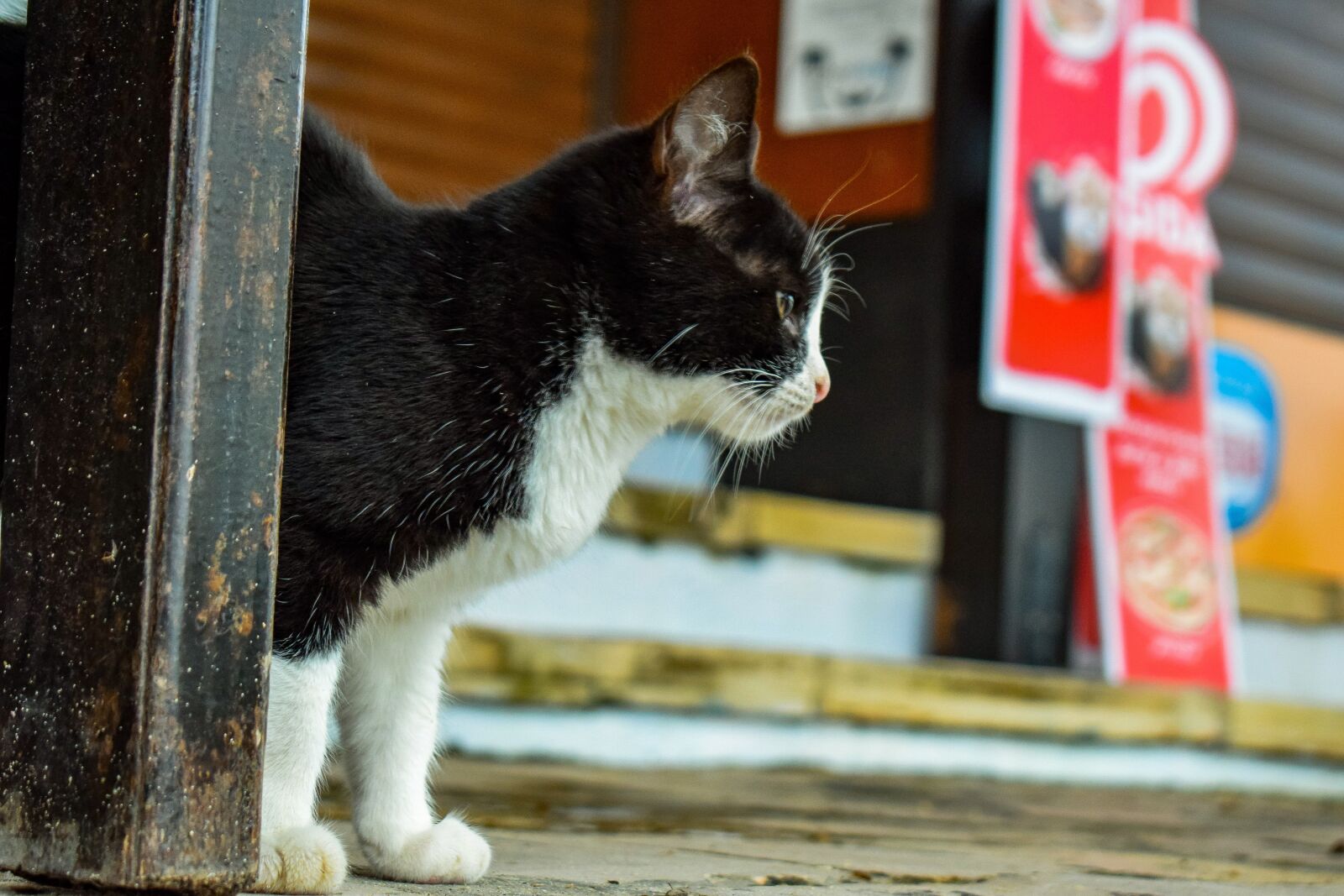 Nikon D3300 sample photo. Cat, young, stray photography