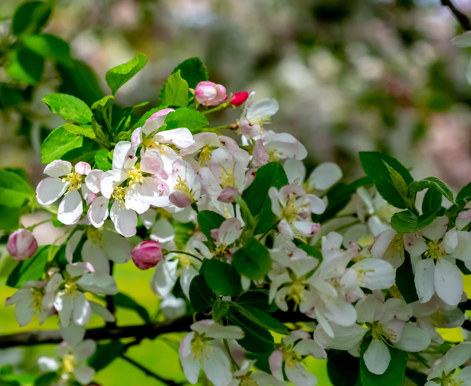 Nikon D500 sample photo. Flower, flora, nature photography