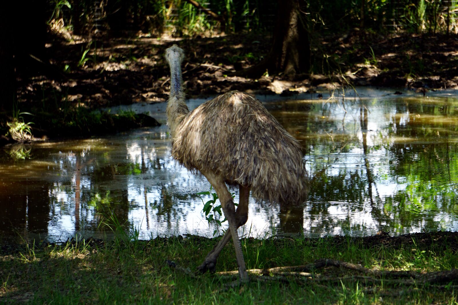 Sony E 55-210mm F4.5-6.3 OSS sample photo. Emu, bird, feathers photography