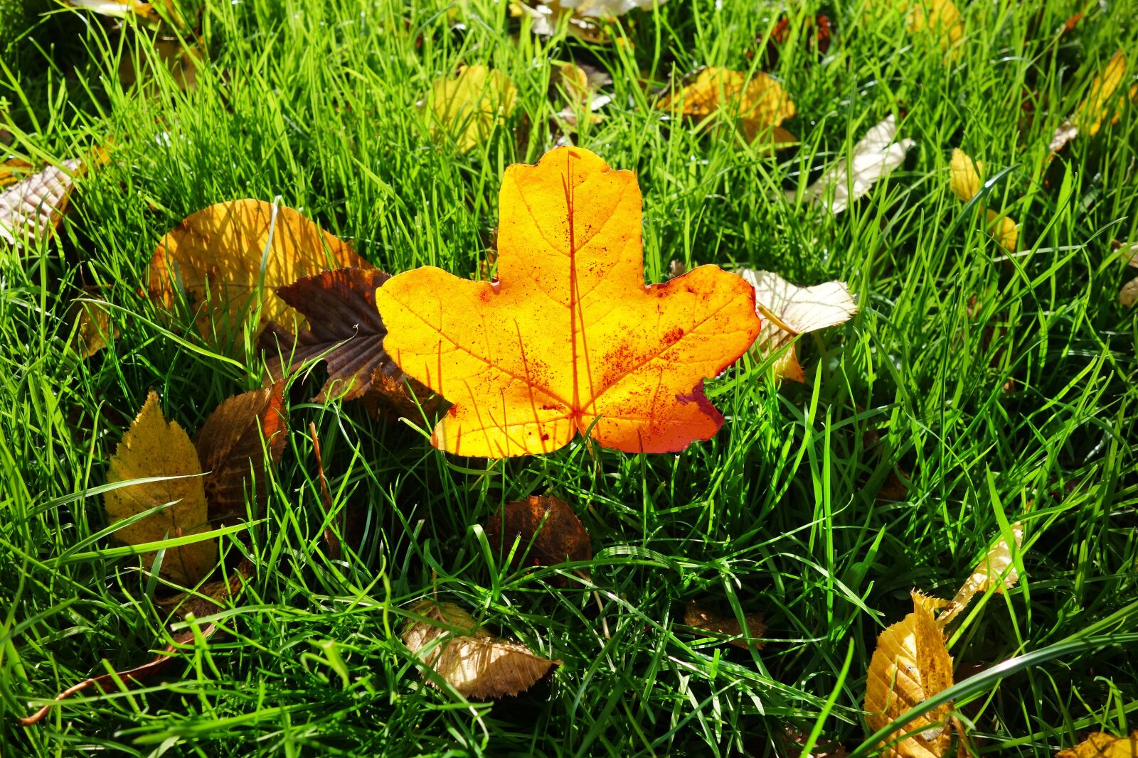 Sony Cyber-shot DSC-RX100 sample photo. Leaf, autumn leaf, grass photography