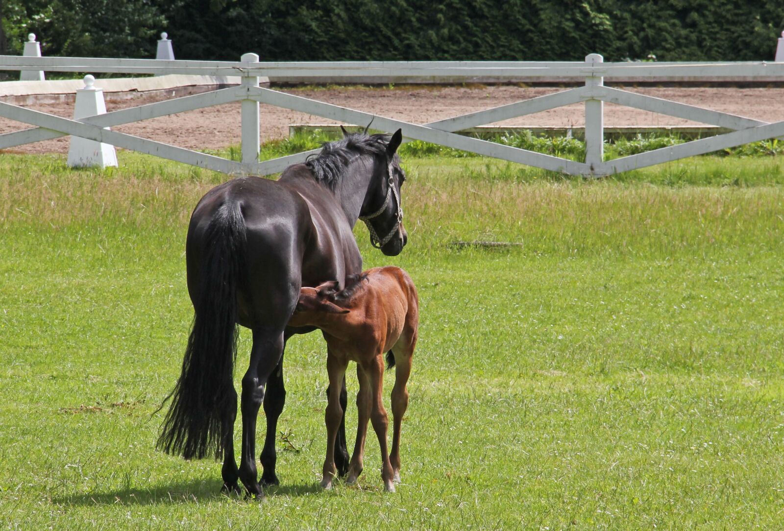 Canon EOS 550D (EOS Rebel T2i / EOS Kiss X4) sample photo. Horse, foal, animal photography
