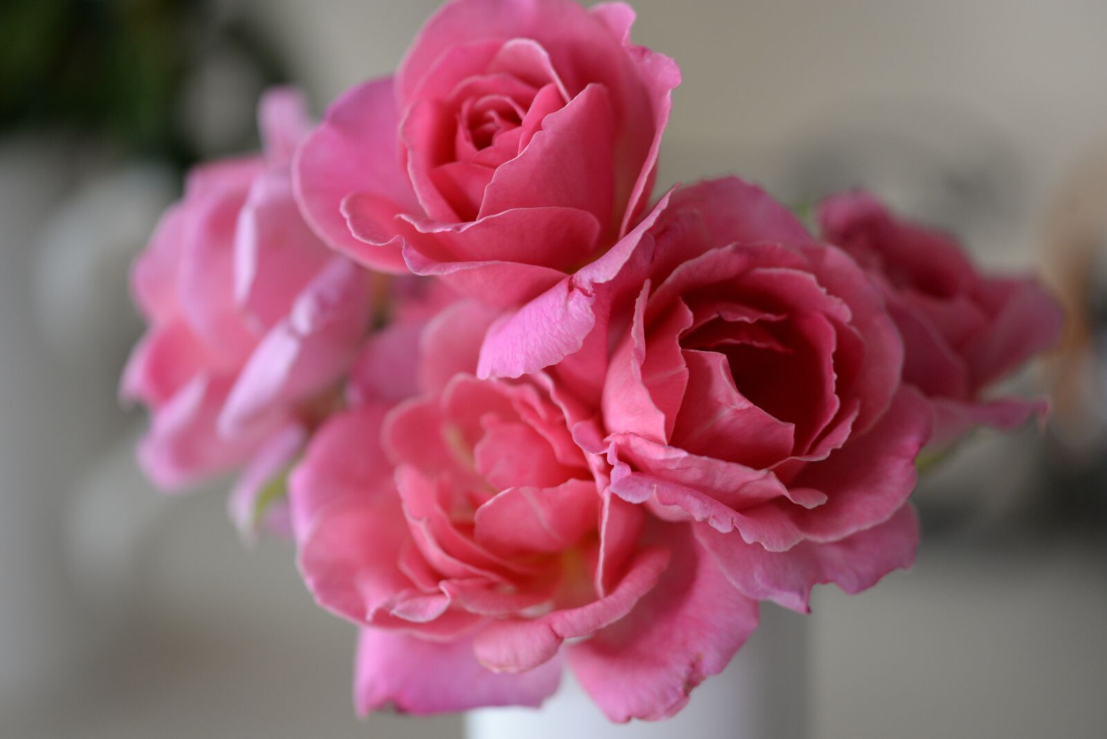 Nikon D610 sample photo. Pink, spring, flowers photography