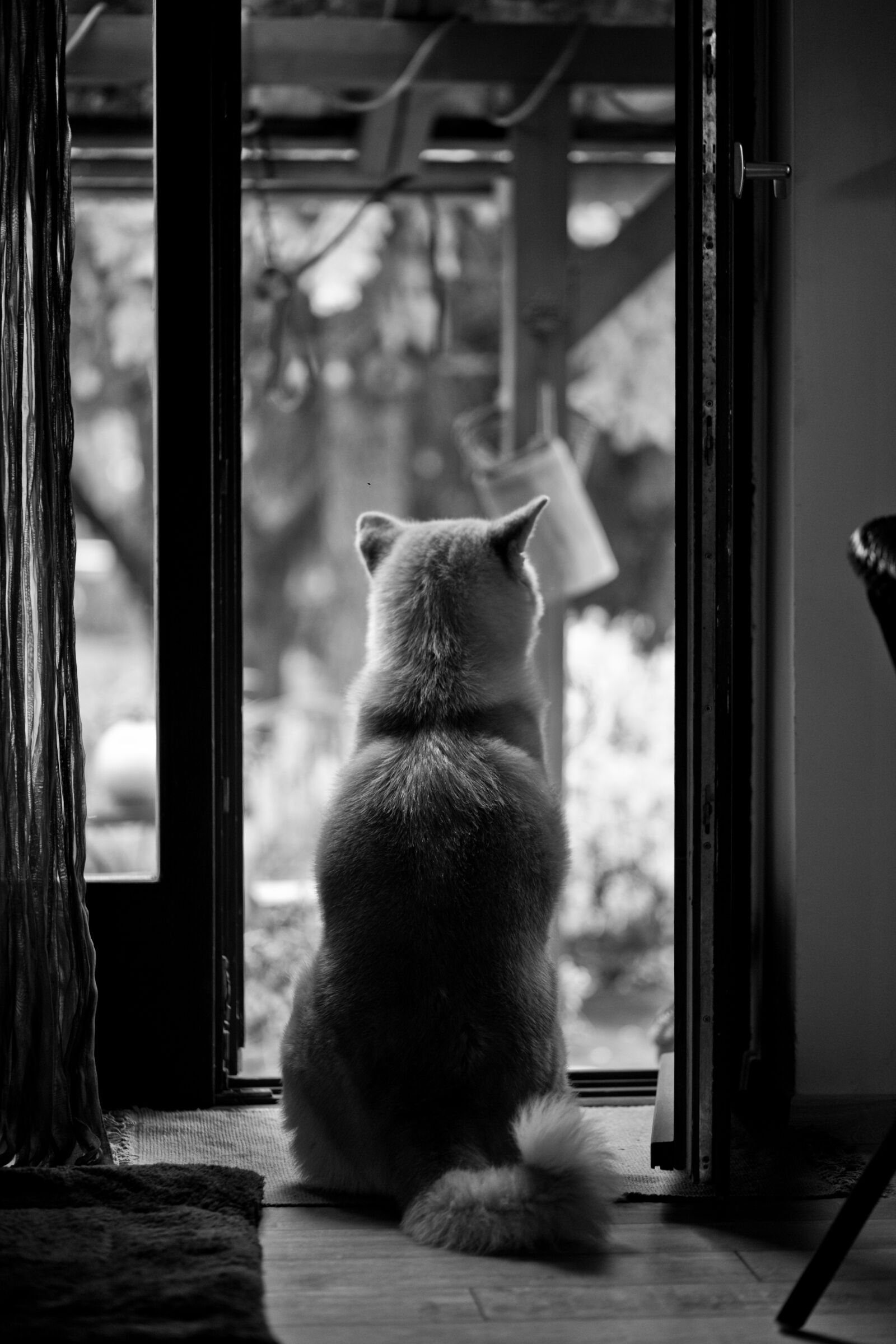 Canon EOS 6D sample photo. Dog, philosophy, door photography
