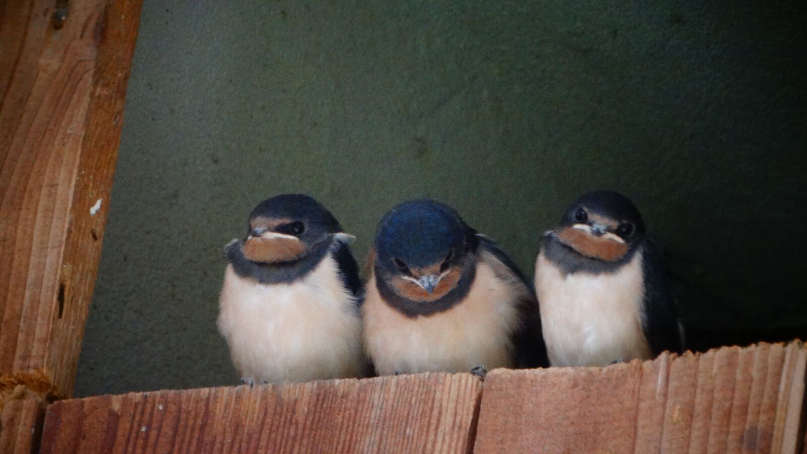 Sony Cyber-shot DSC-HX300 sample photo. Bird, schwalbe, chicken photography