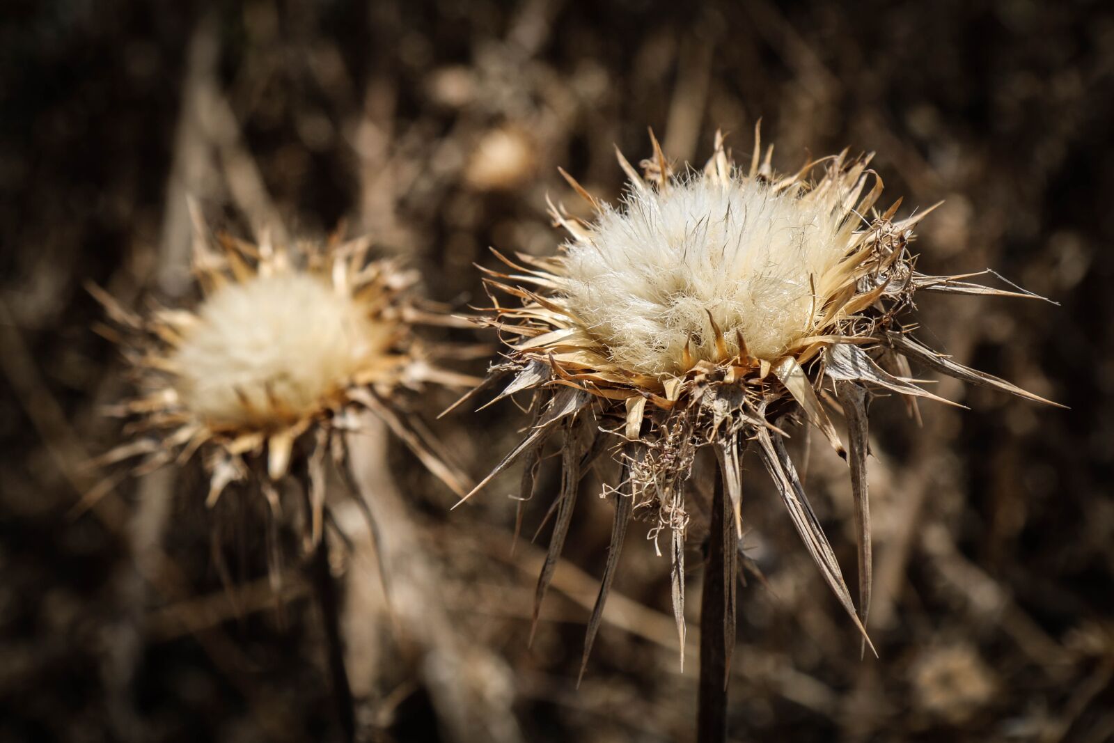 Canon EOS 70D + Canon EF 24-105mm F4L IS USM sample photo. Thistle, flower, blossom photography