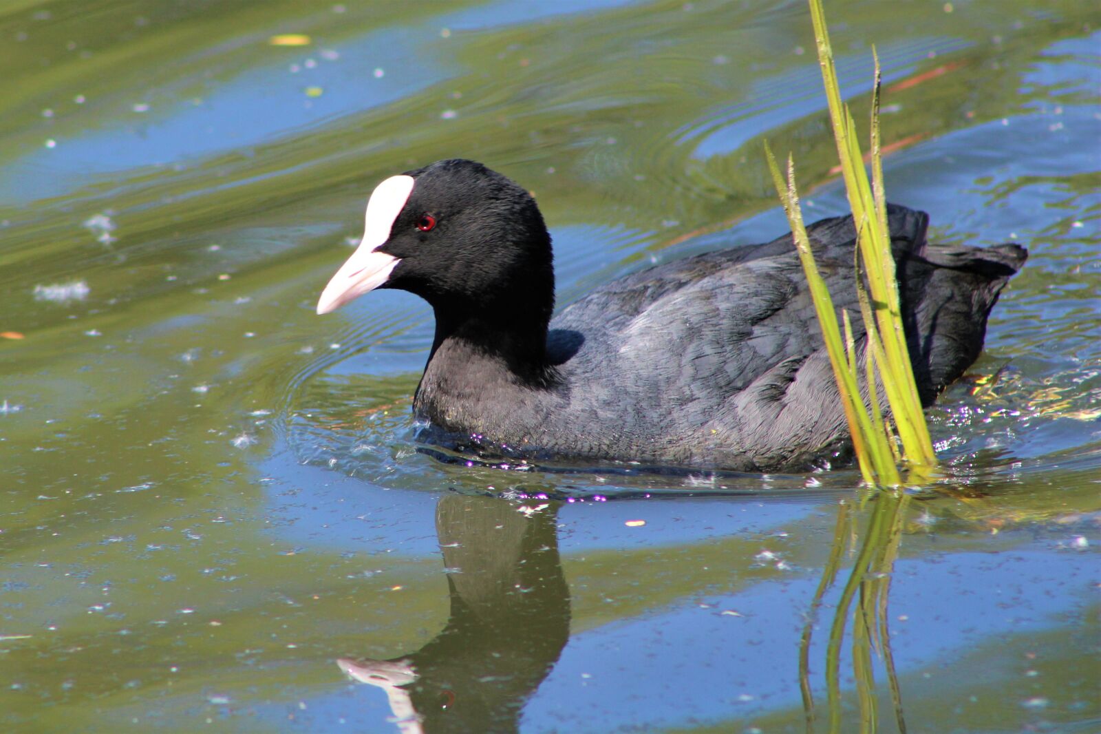 Canon EF75-300mm f/4-5.6 sample photo. Duck, bird, nature photography