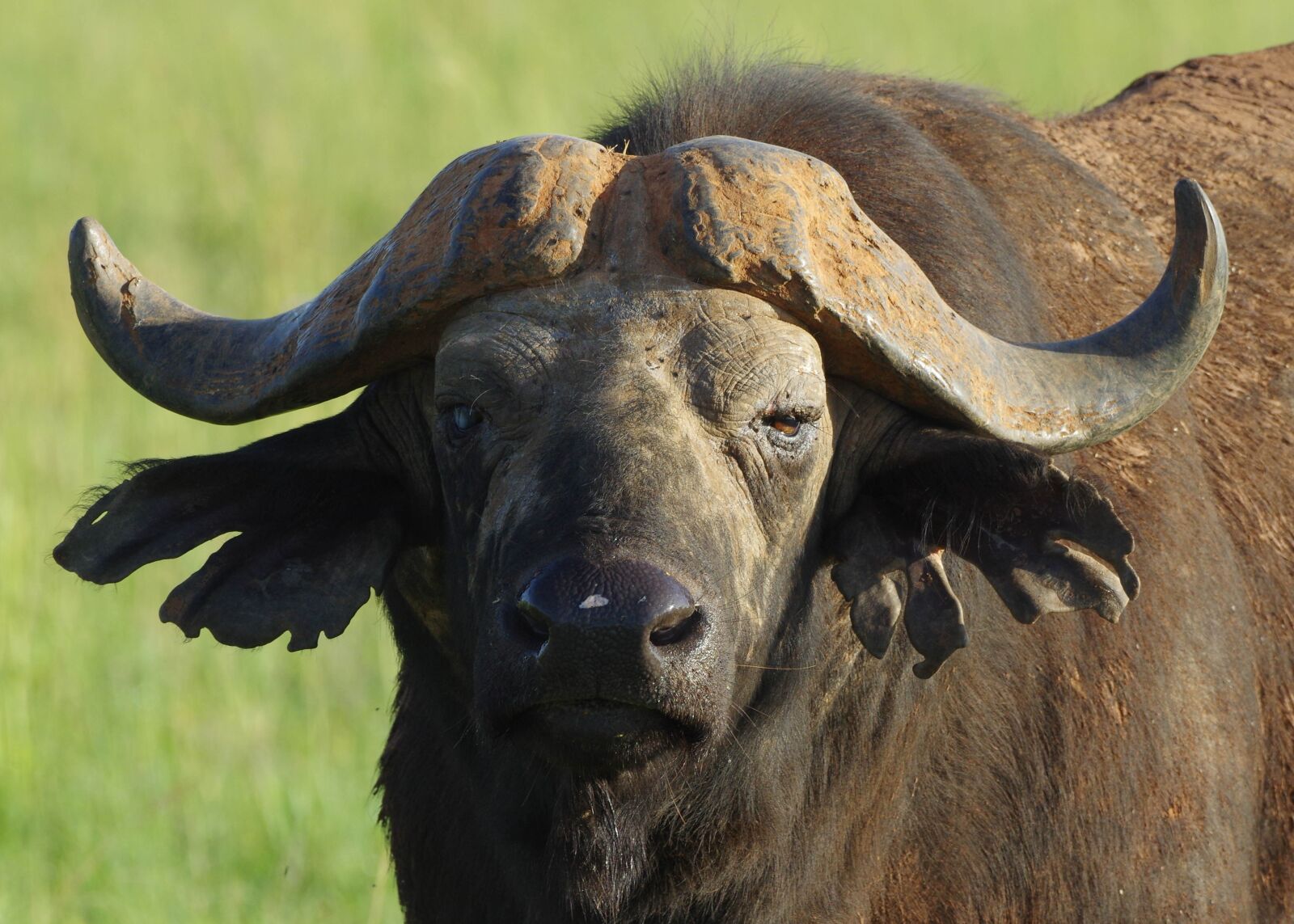 Pentax K-3 sample photo. Buffalo, close up, head photography