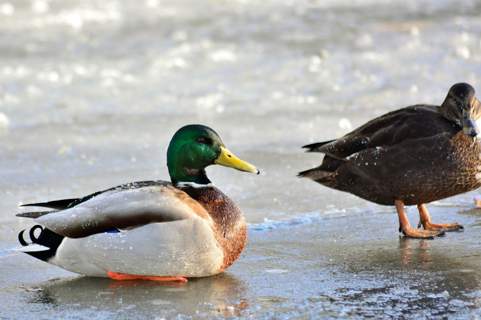 Nikon D5200 sample photo. Mallard, water bird, winter photography